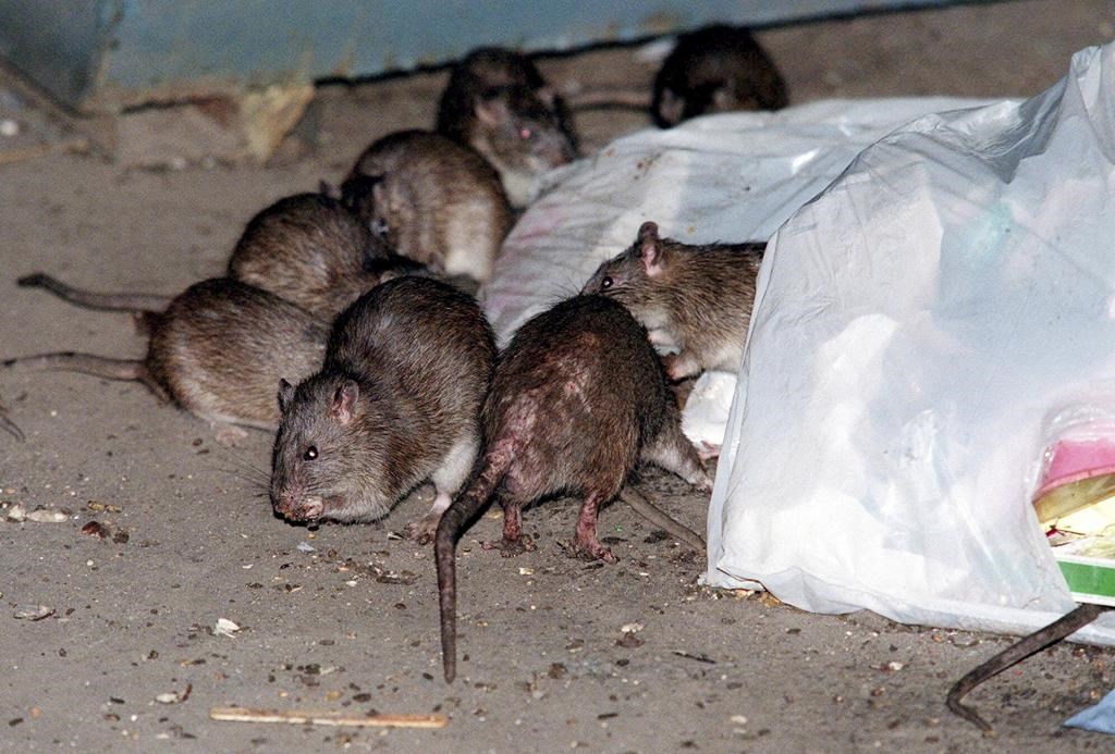 Le rat brun serait arrivé en Amérique du Nord vers 1740