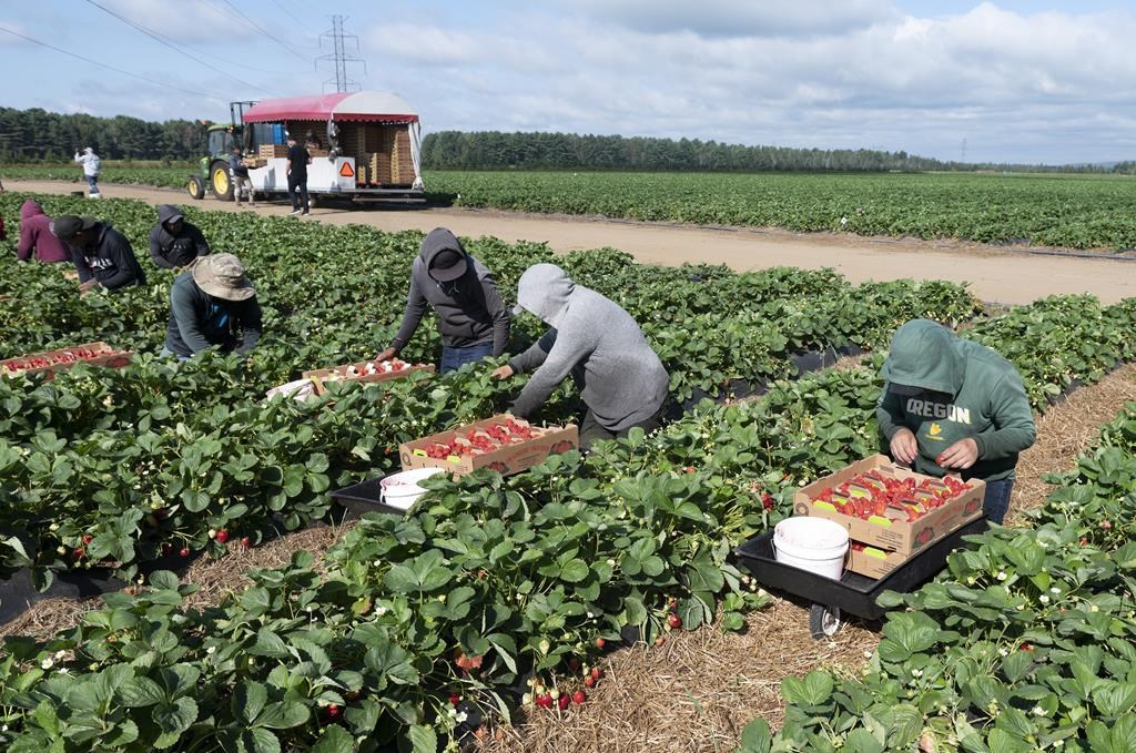 L'Ontario changera l'indemnisation des travailleurs agricoles étrangers blessés