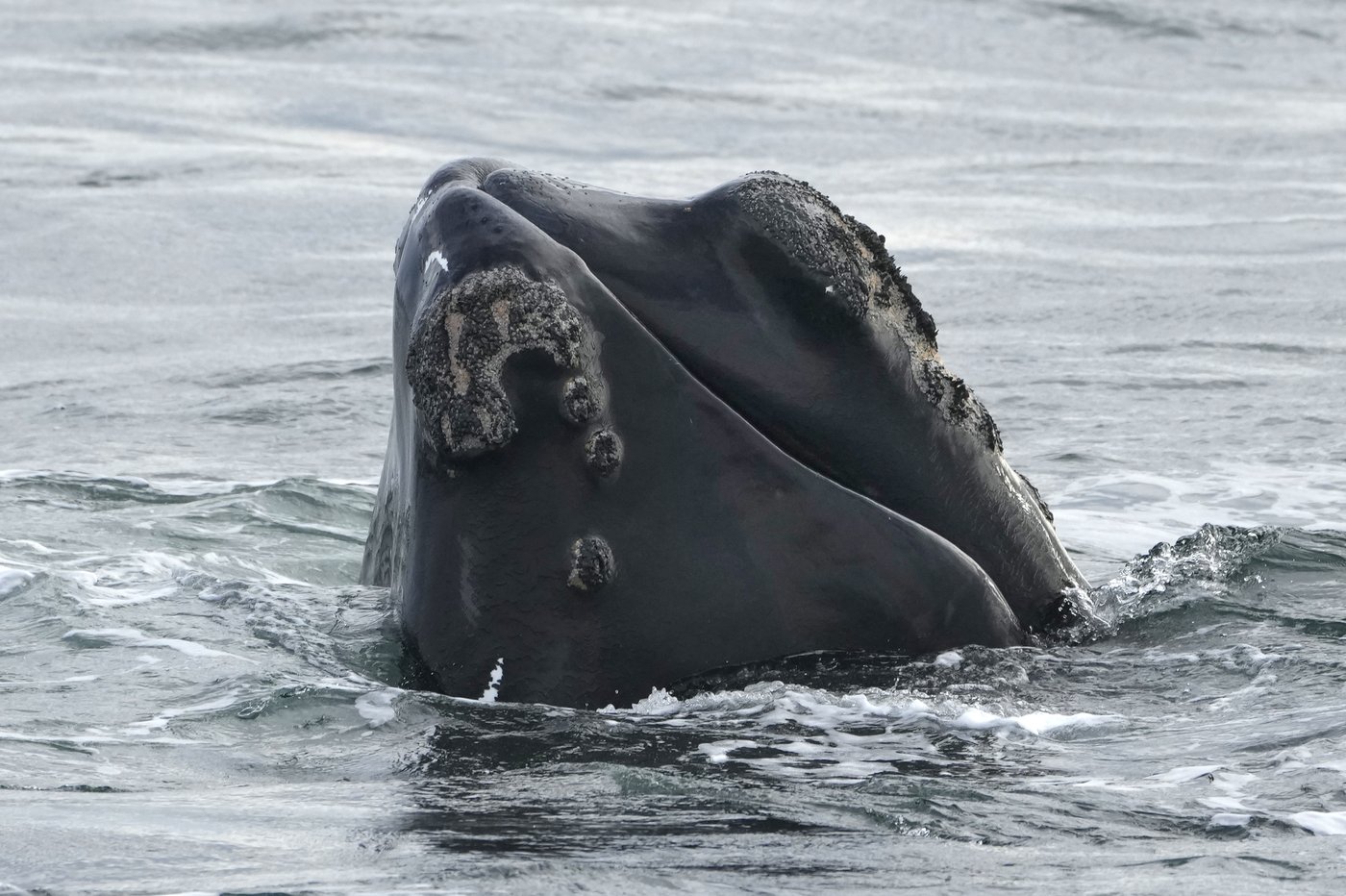 Le signalement d'une baleine près du N.-B. force une suspension de la pêche au homard
