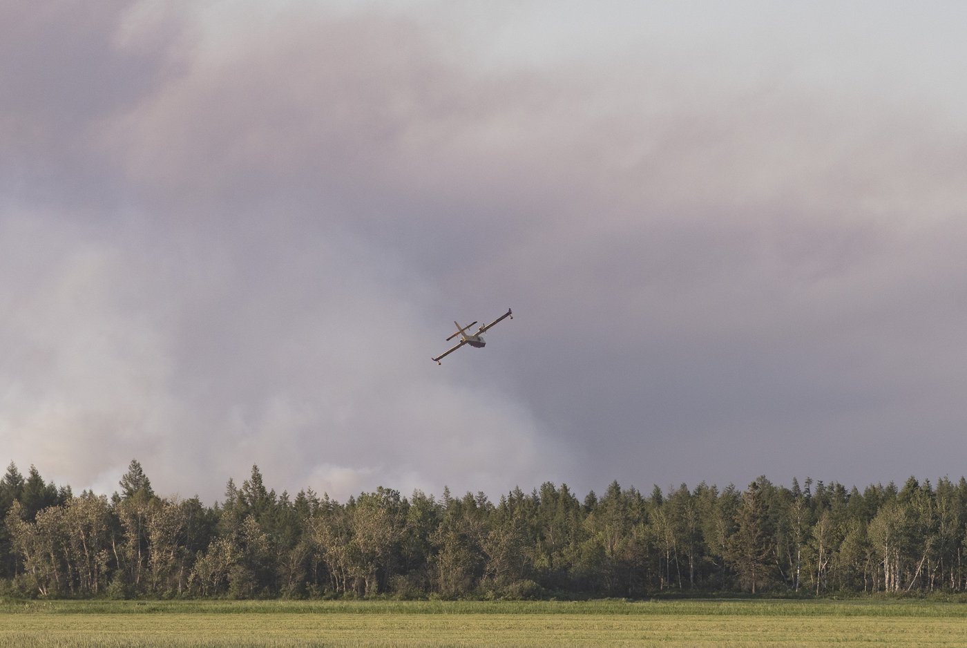 Québec veut une forêt adaptée au changement climatique