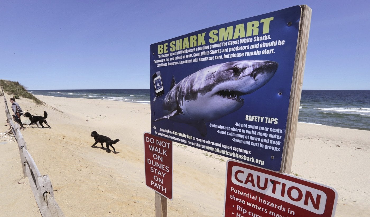 Un nouveau système d'alerte aux requins blancs est en voie d'élaboration