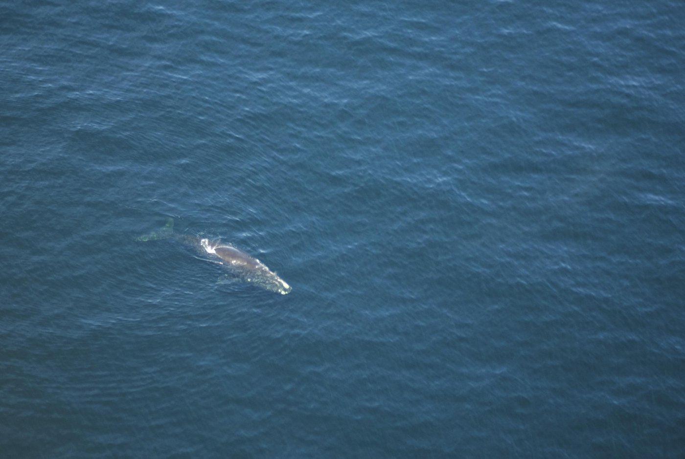 Une jeune baleine empêtrée a été repérée au large du Nouveau-Brunswick