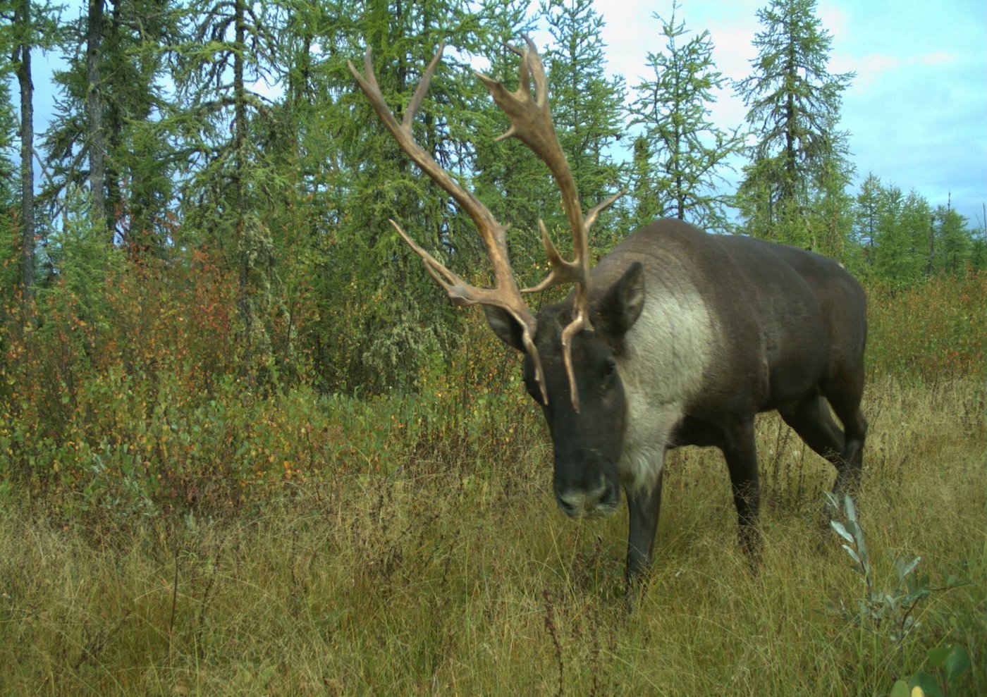 Consultation sur le caribou: Québec manque à son «devoir d’honneur», selon la cour
