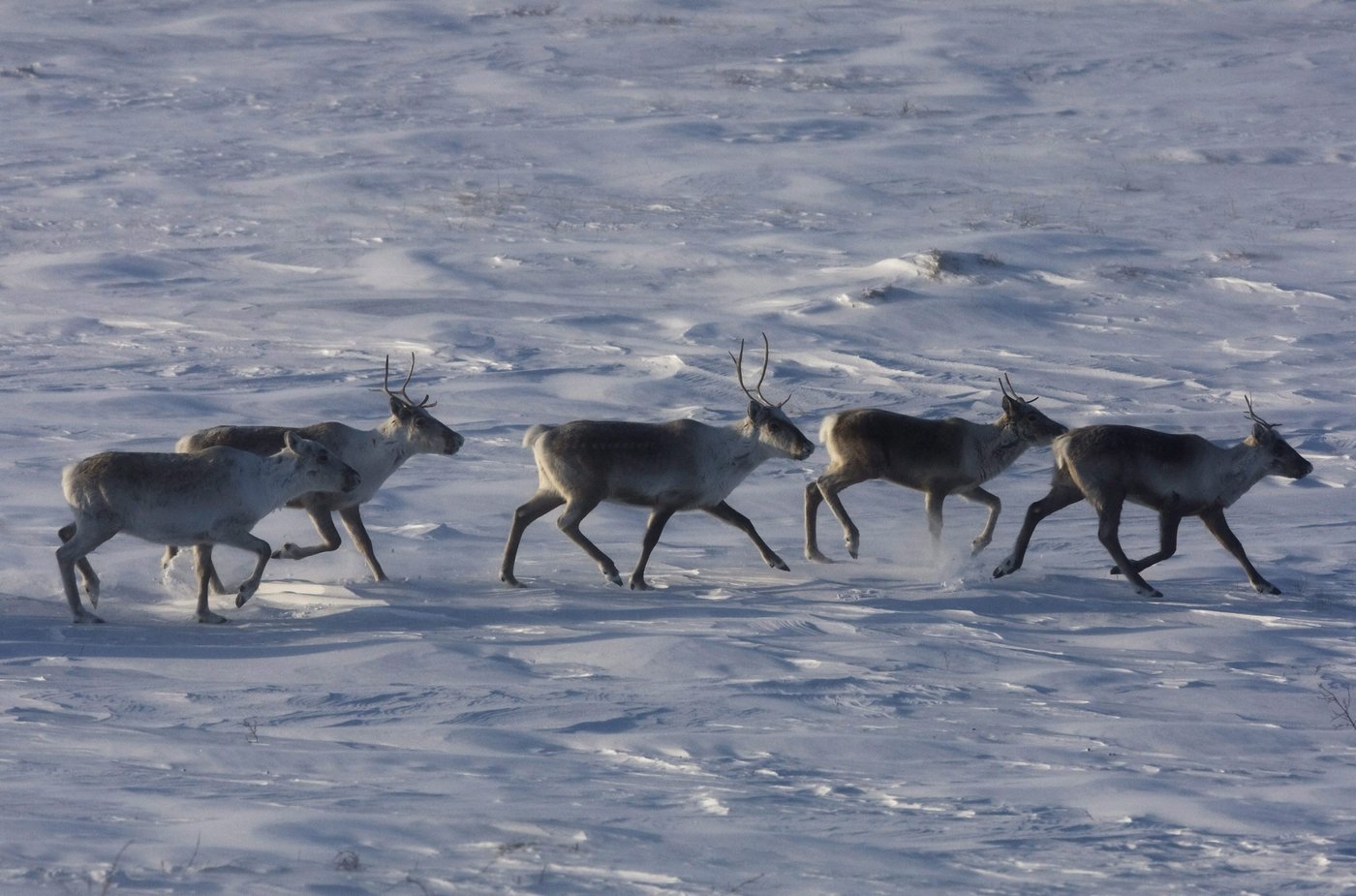 Caribou: Steven Guilbeault évoque la fermeture de routes forestières