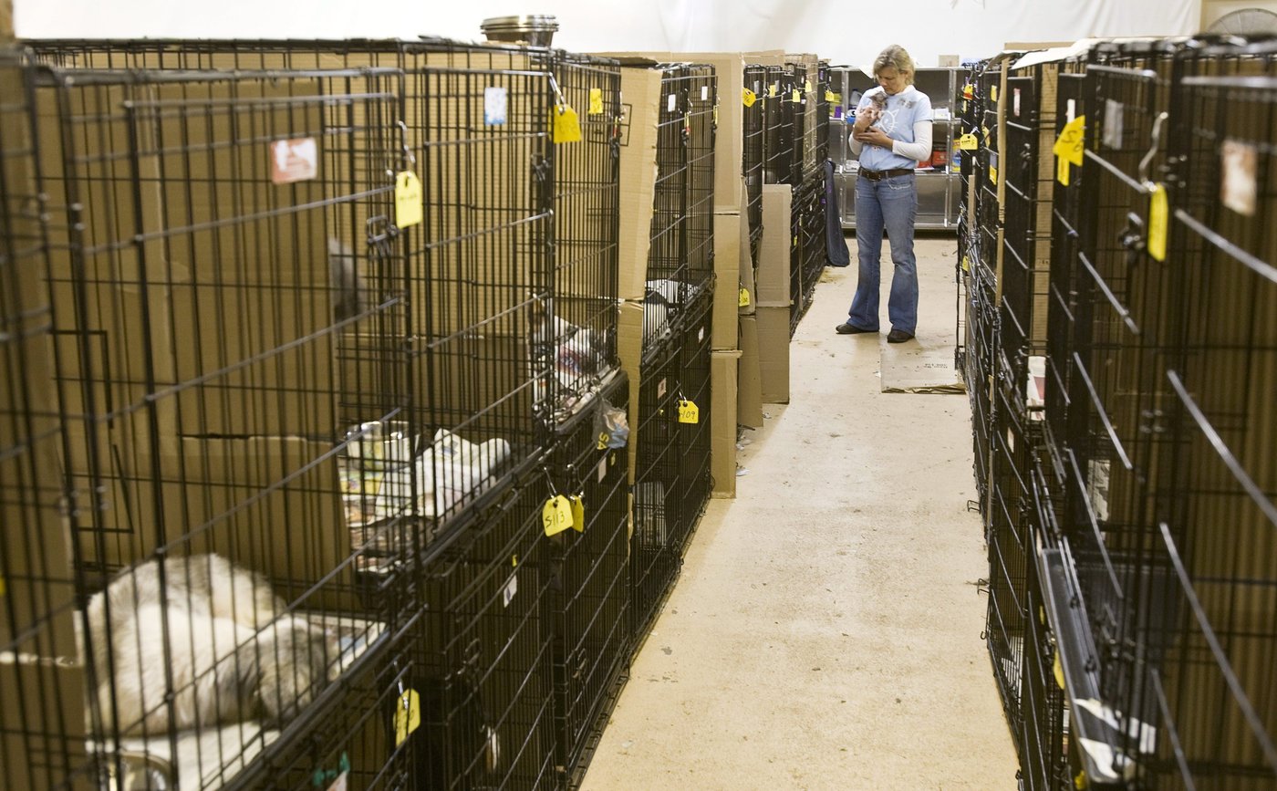 Encore plus d'animaux abandonnés à Montréal, indique la SPCA