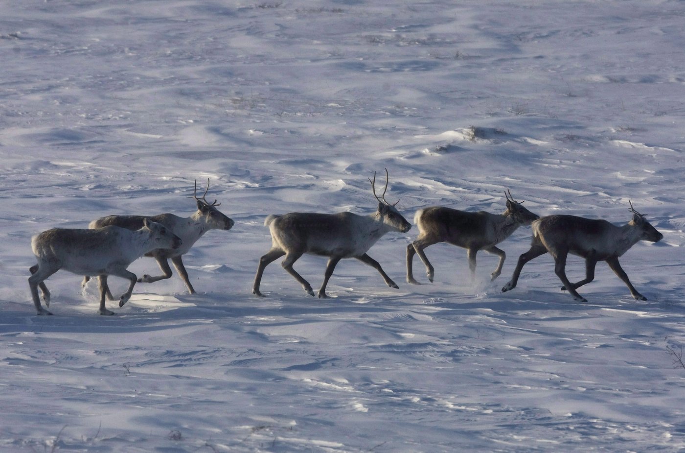 La Colombie-Britannique annonce l'expansion d'un parc pour protéger le caribou