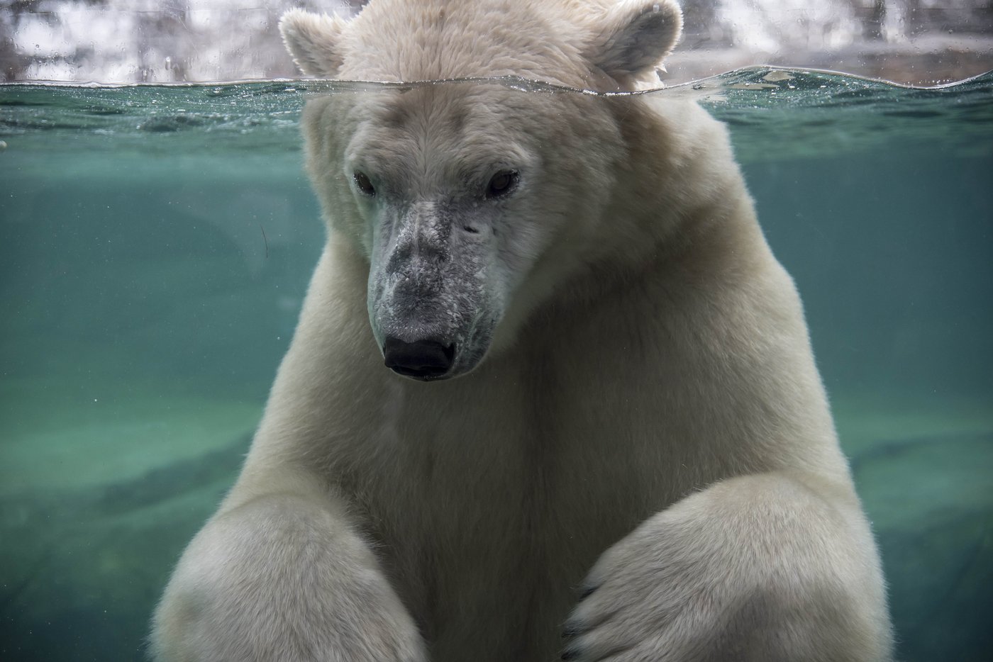 L'ours polaire du zoo de Calgary s'est noyé, révèle la nécropsie