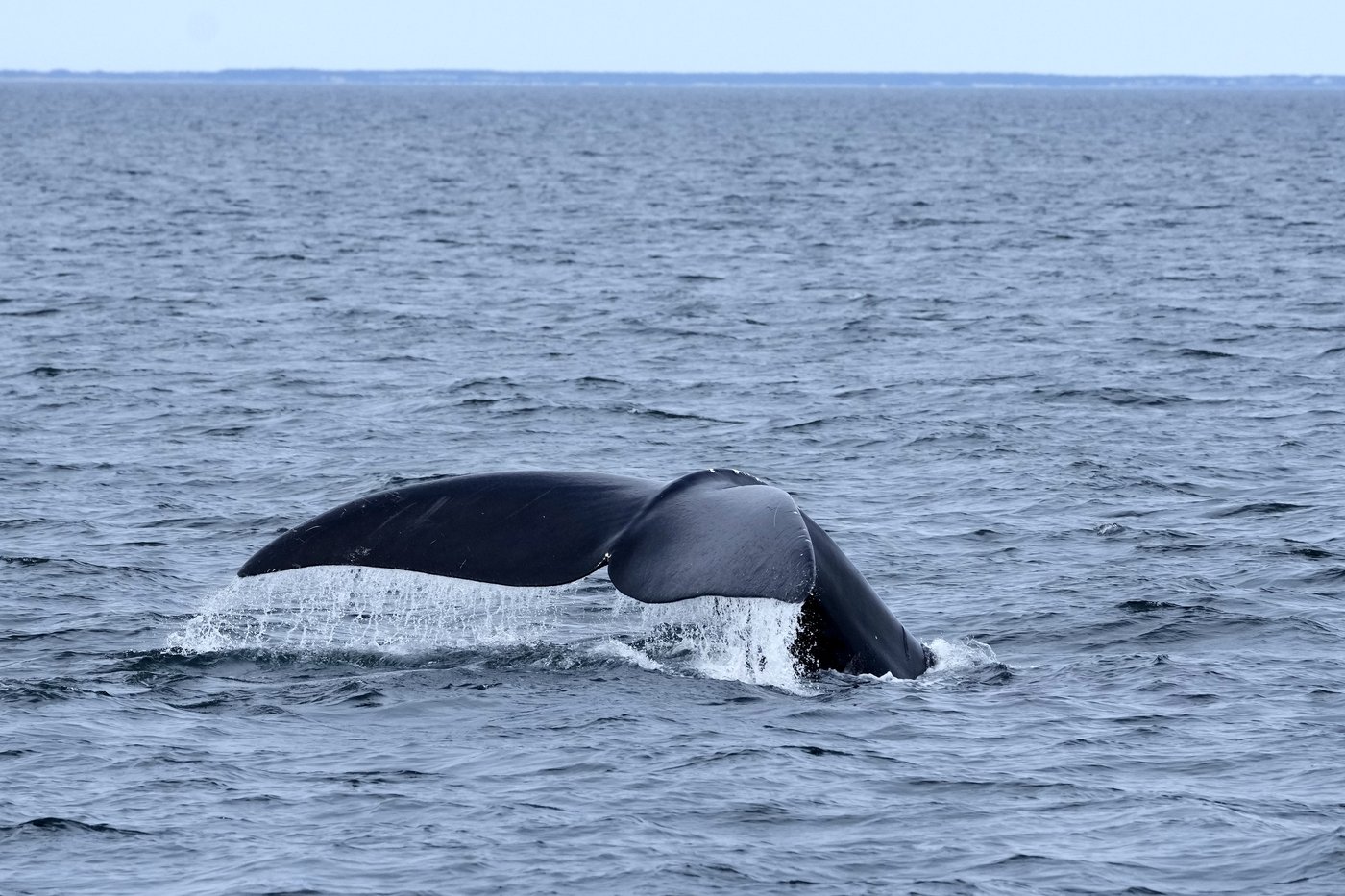 Des équipes de sauvetage espèrent démêler une baleine noire empêtrée dans le fleuve