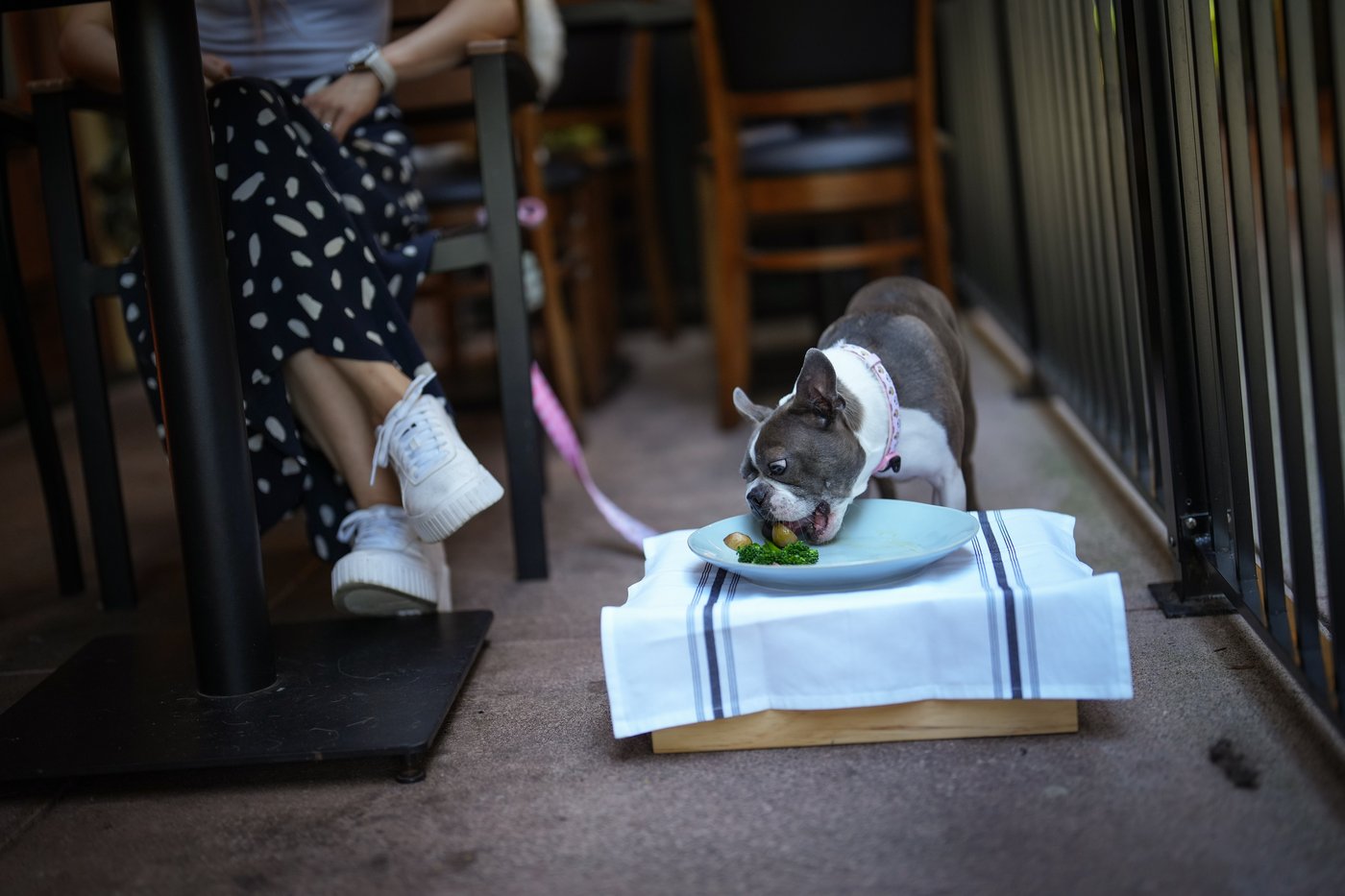 Le nombre de restaurants servant des plats aux chiens est en croissance
