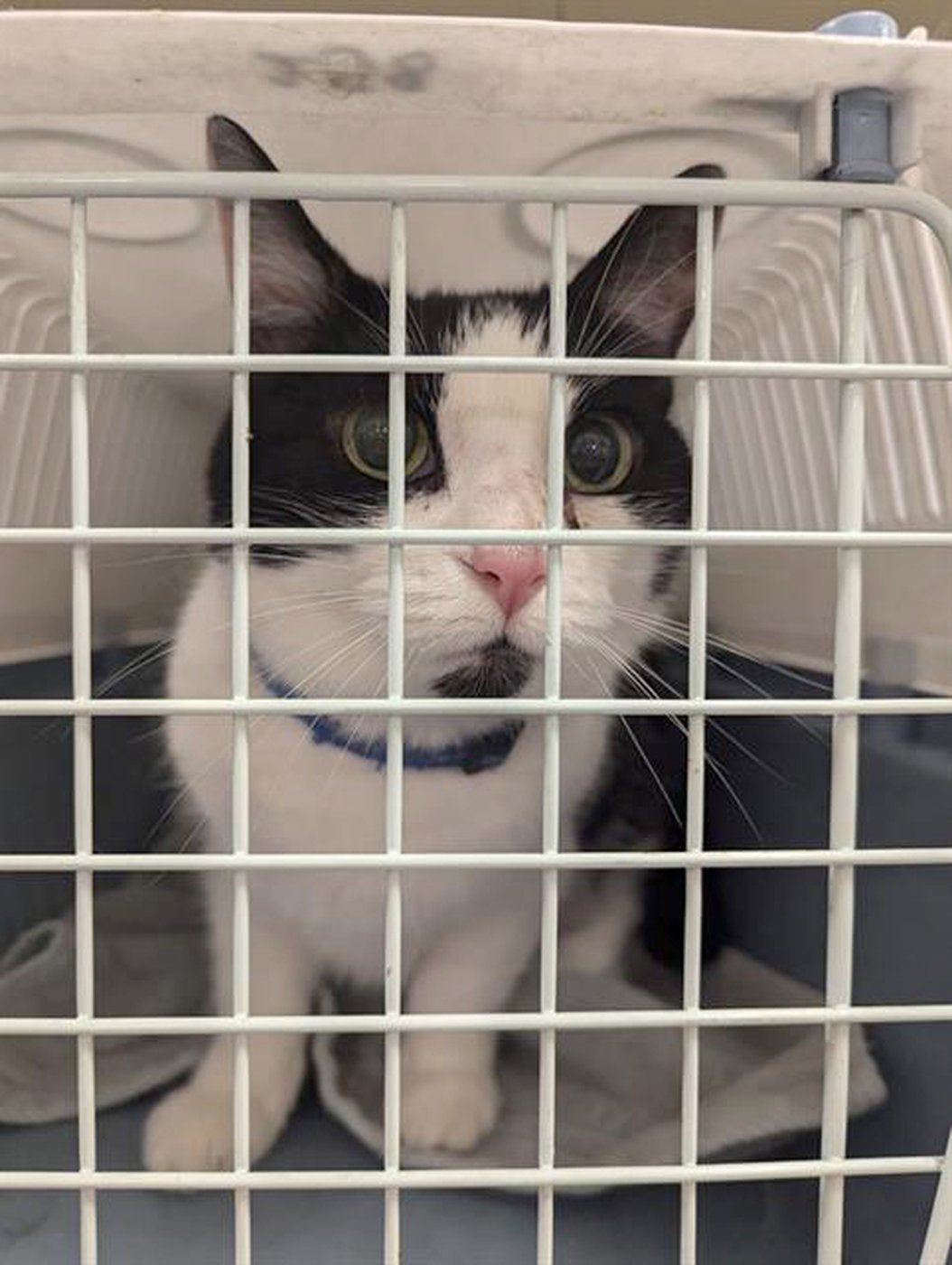 Une chatte disparue à Montréal il y a huit ans est retrouvée à Ottawa