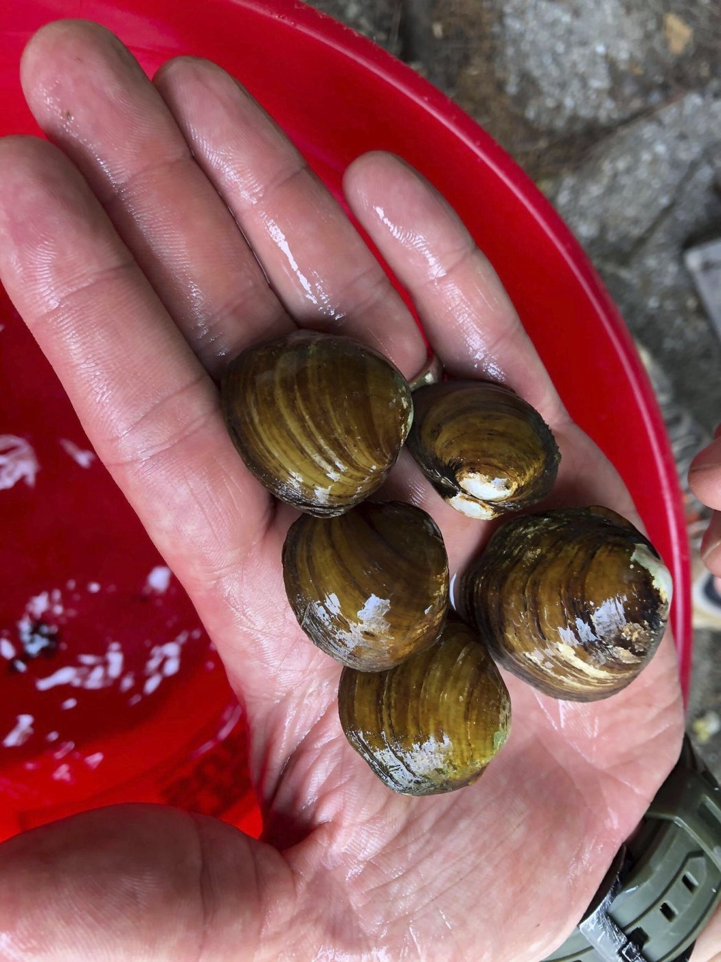 Des chercheurs font une «biopsie» des moules pour étudier leur environnement