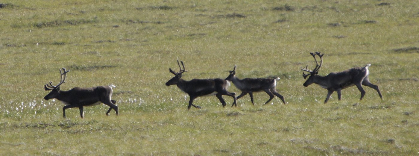 Caribous: Québec annonce la naissance de 15 faons dans les installations en captivité