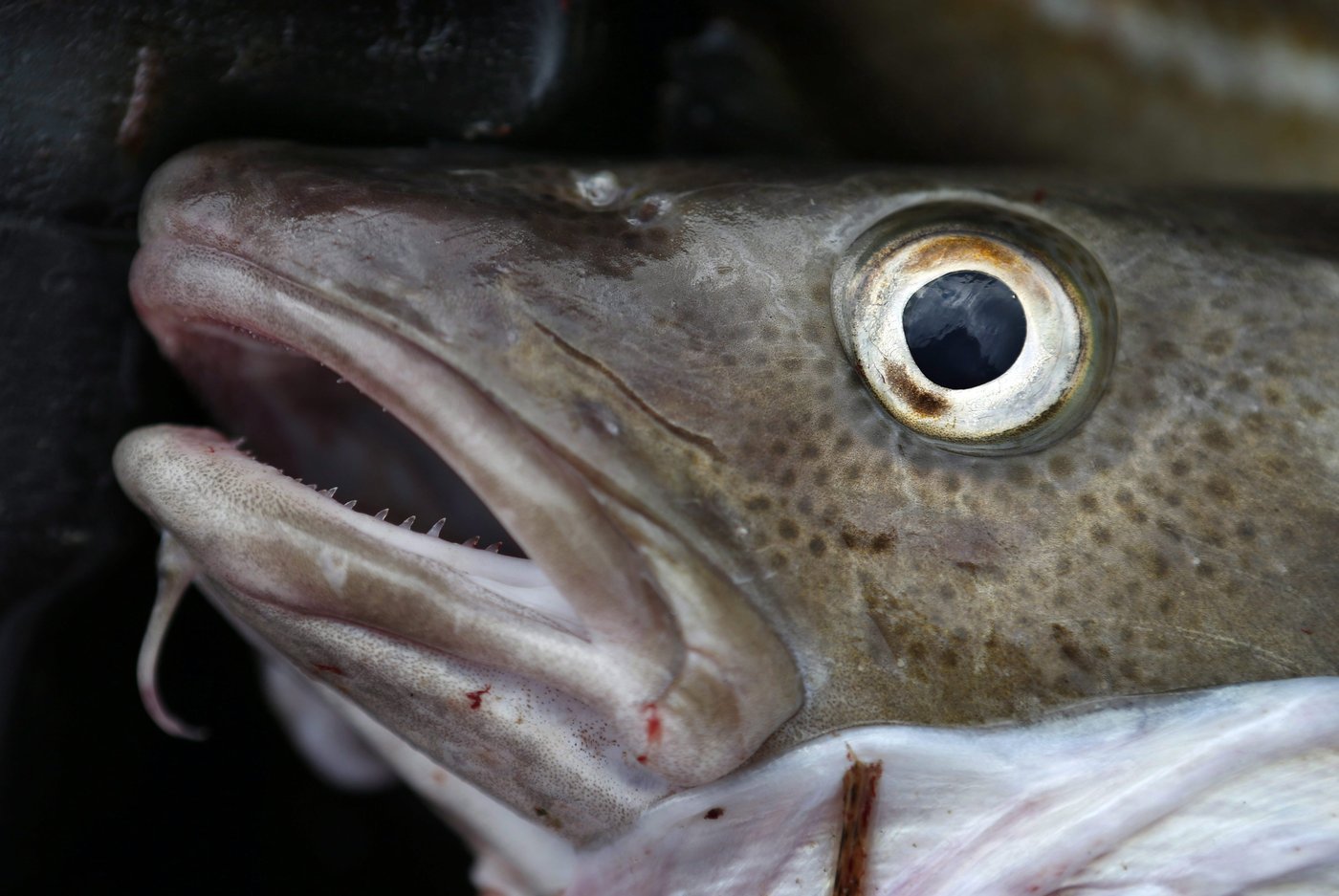 T.-N.-L.: les pêcheurs plaident contre la réouverture de la pêche à la morue