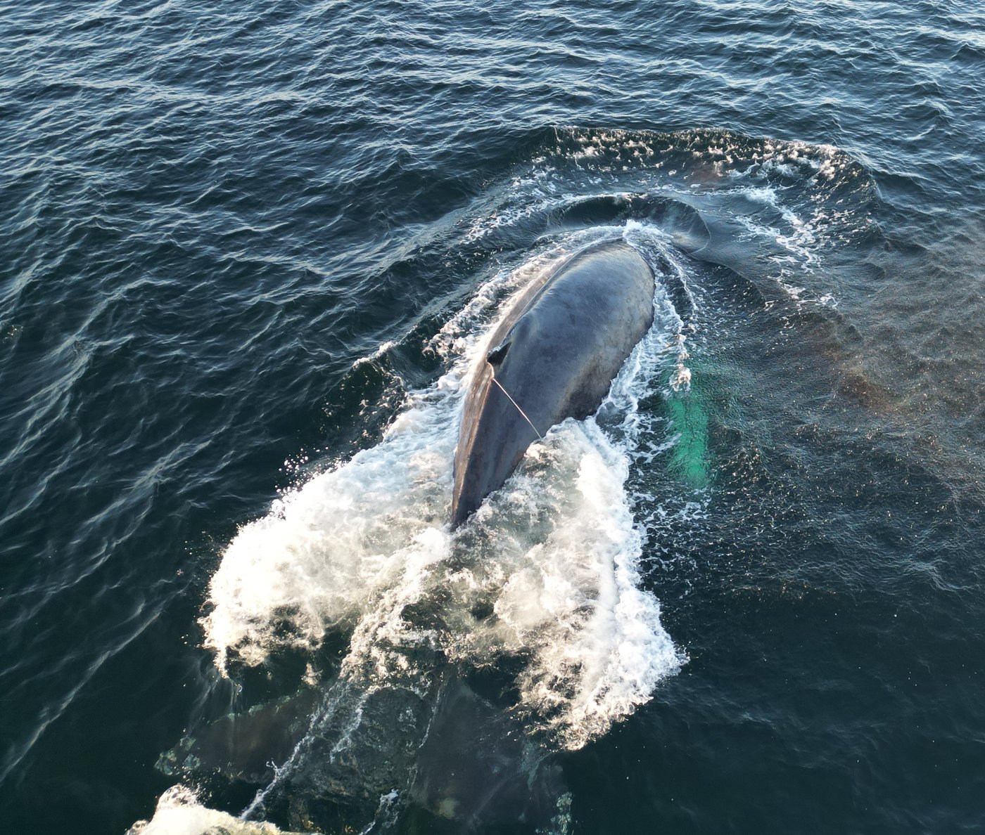Une baleine à bosse coincée dans de l'équipement de pêche est libérée en C.-B.