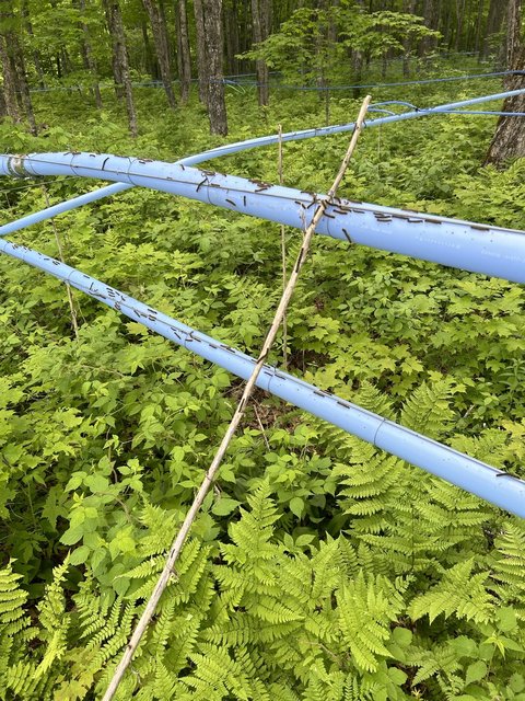 N.-B.: infestations de chenilles dans les installations de sirop d'érable