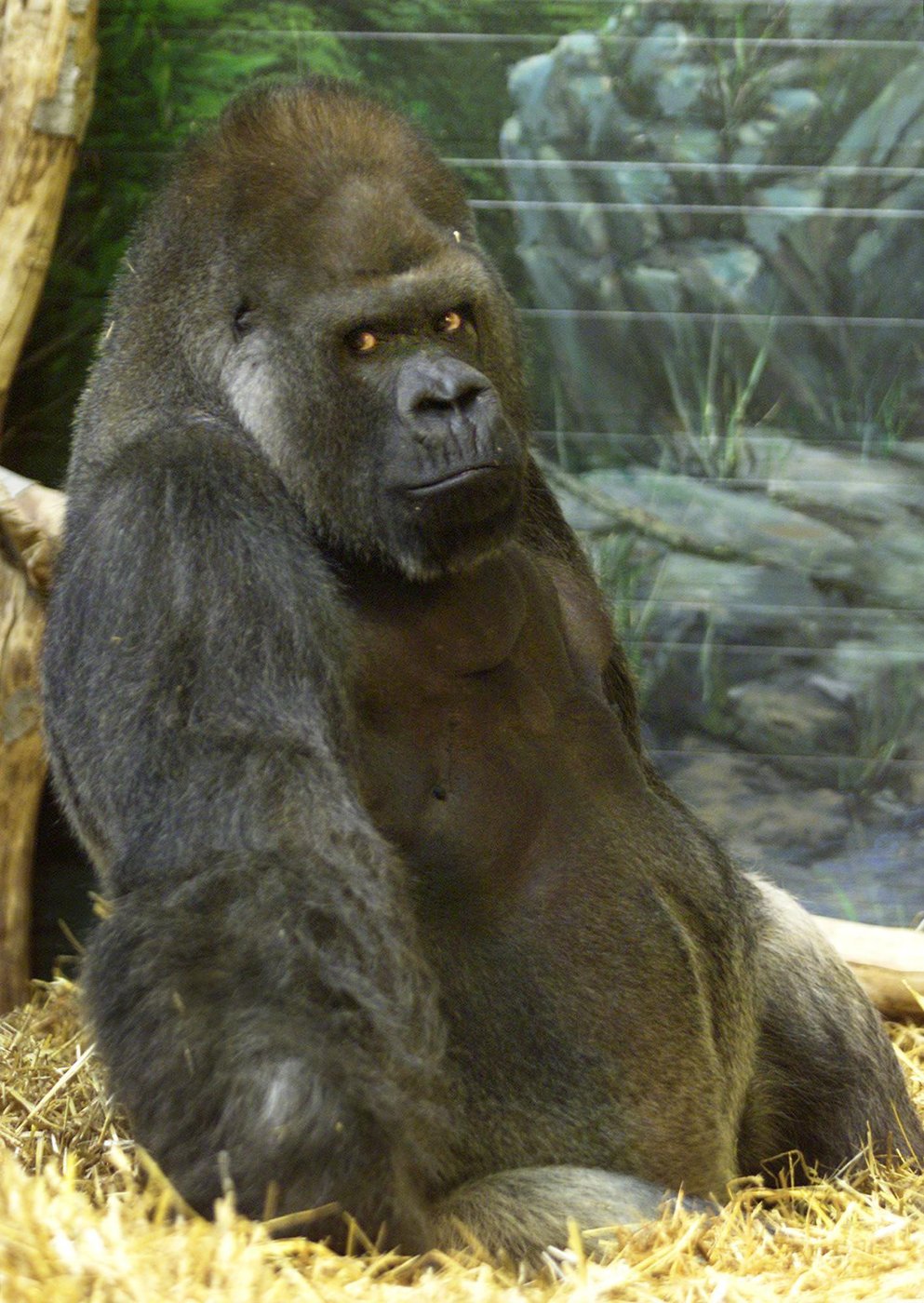 Les employés du zoo de Granby lancent une seconde journée de grève