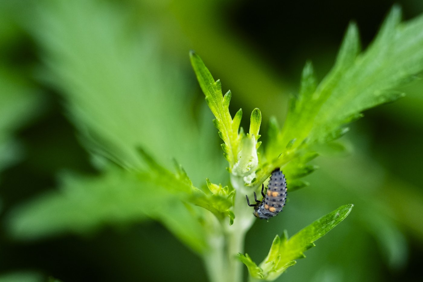 Les Butineries à l'Insectarium de Montréal font de la pollinisation l'affaire de tous