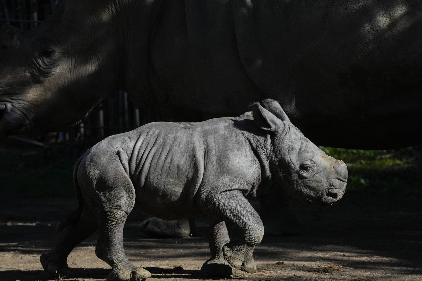 Naissance d'un rhinocéros blanc dans un zoo du Chili