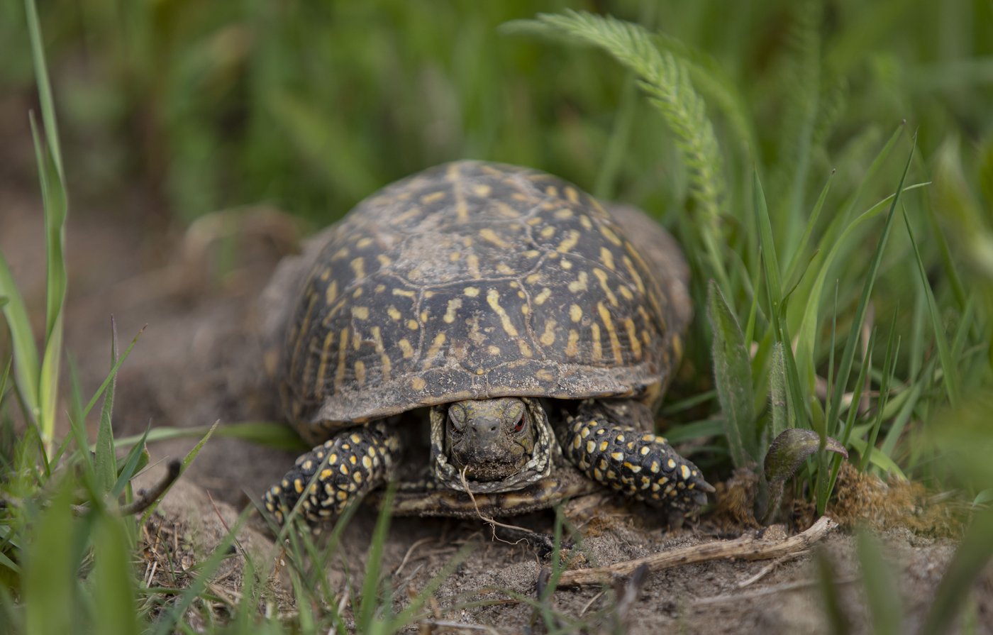 Contrebande en kayak: une Chinoise interceptée avec 29 tortues près du Québec
