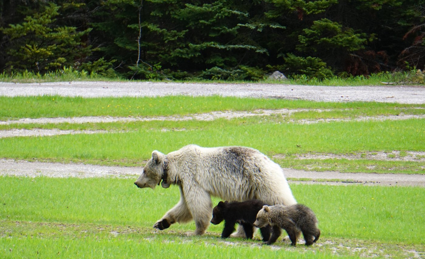 Après la mort d'un ours bien-aimé en C.-B., les experts cherchent à tirer des leçons