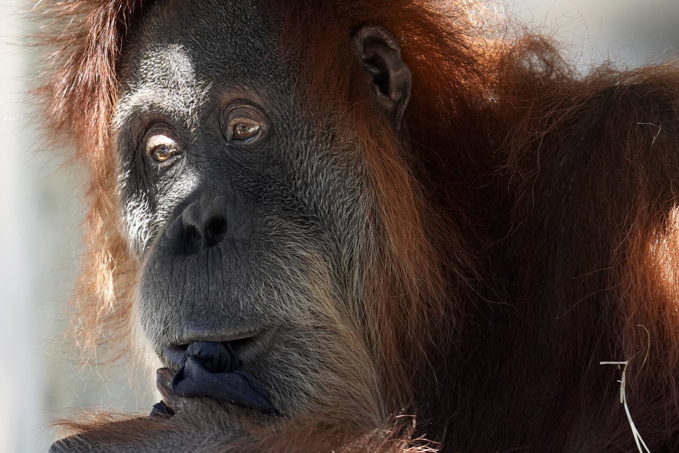 Un orang-outan s'échappe brièvement de son habitat au Zoo de Toronto