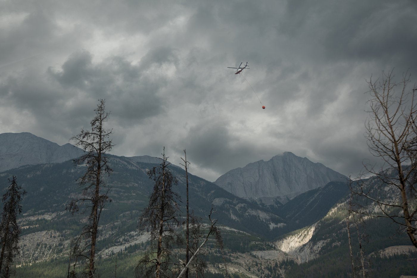 La régénération de la forêt de Jasper pourrait prendre plusieurs décennies