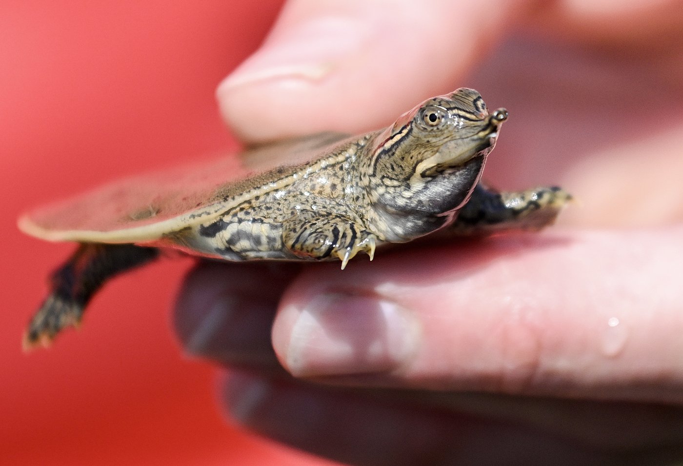 Des dizaines de petites tortues sont libérées dans une rivière du sud du Québec