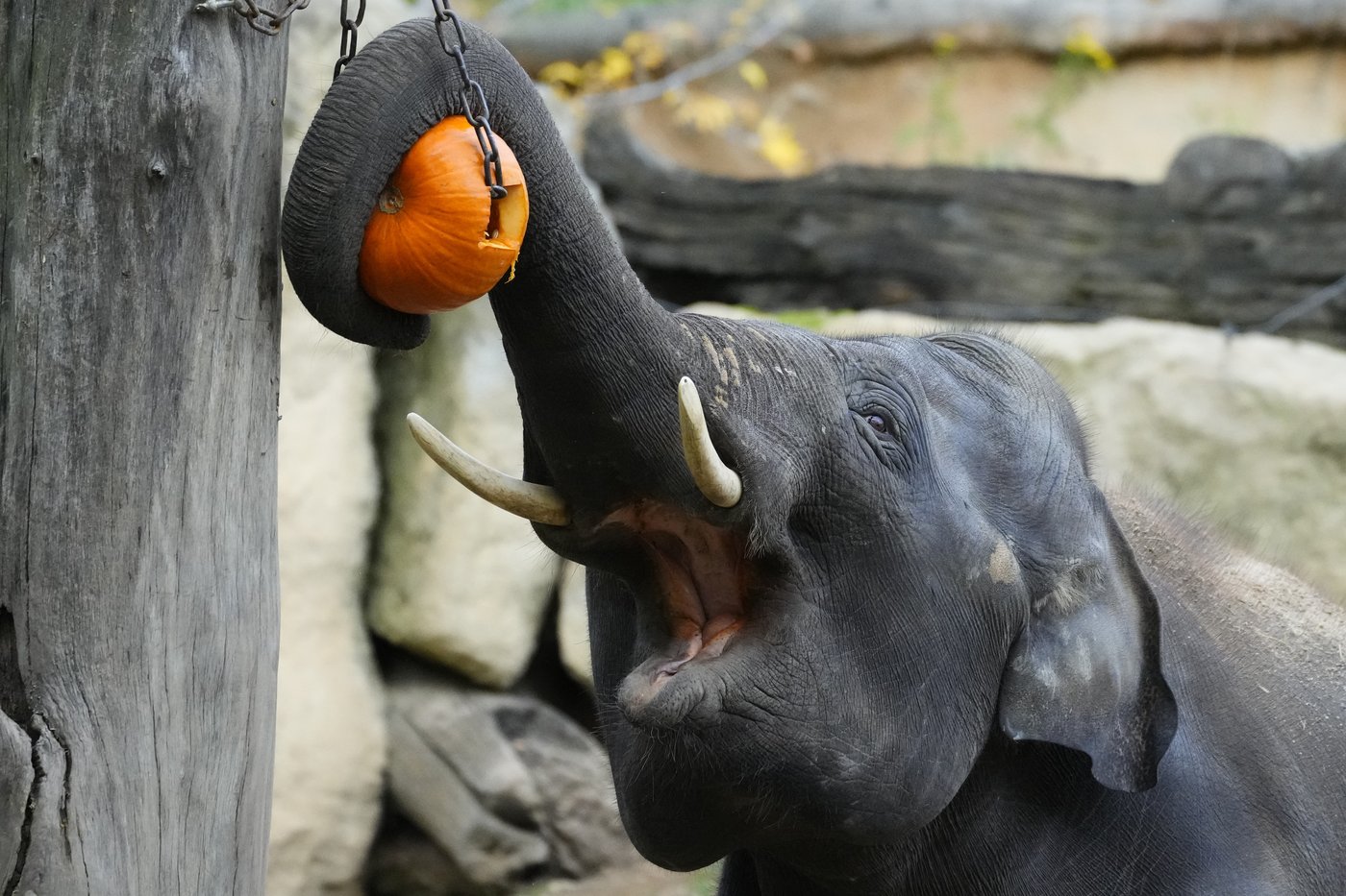 8 M $ sur cinq ans pour protéger des grands singes et des éléphants, selon le DPB