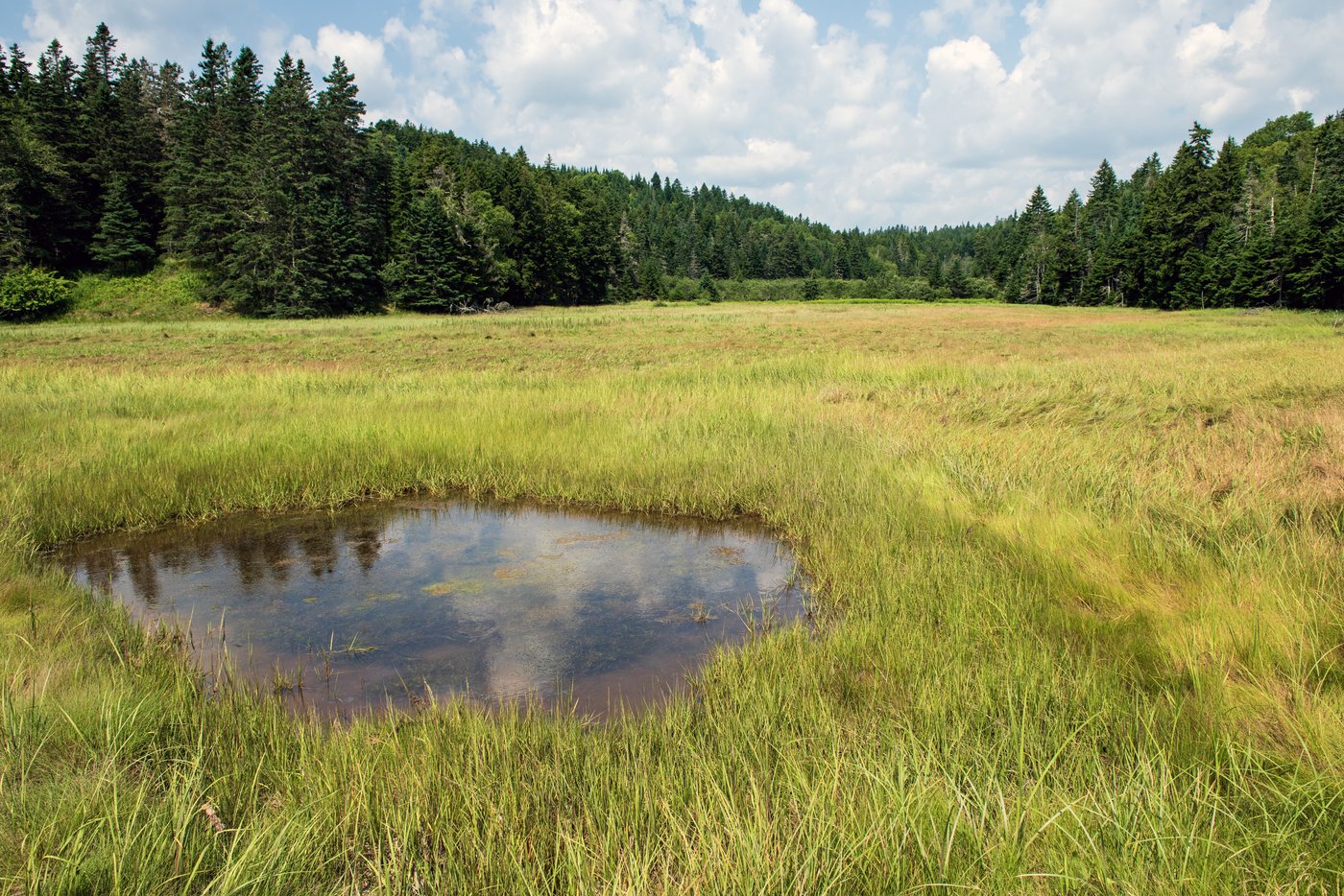 Conservation de la nature Canada a acquis des terres au NB pour une réserve naturelle