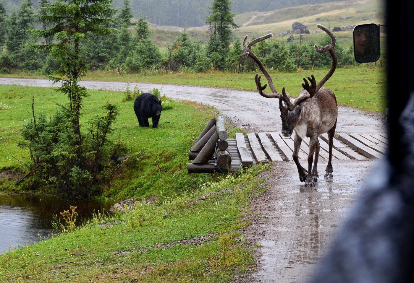 Des centaines de loups, d’ours et de coyotes tués pour tenter d'aider le caribou