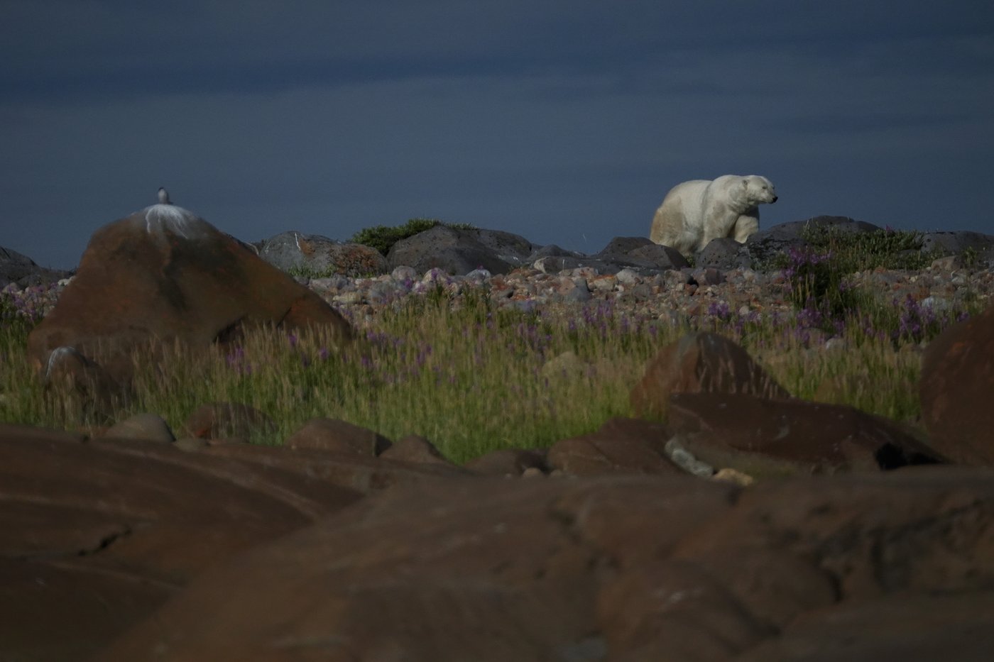 Churchill, entre ours polaire et changements climatique, est un modèle d'adaptation