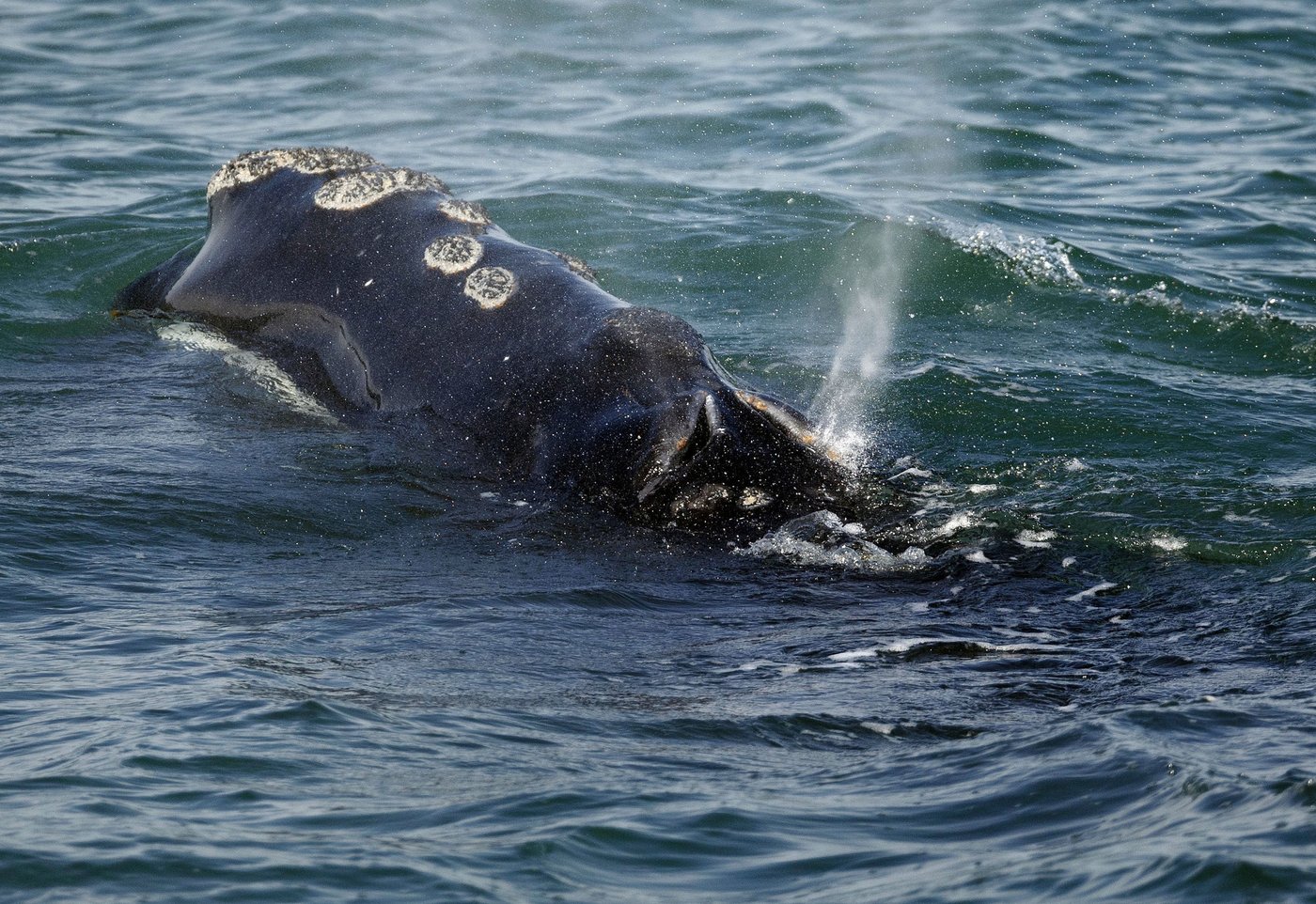 Une baleine noire de l'Atlantique Nord est enchevêtrée dans le golfe du Saint-Laurent