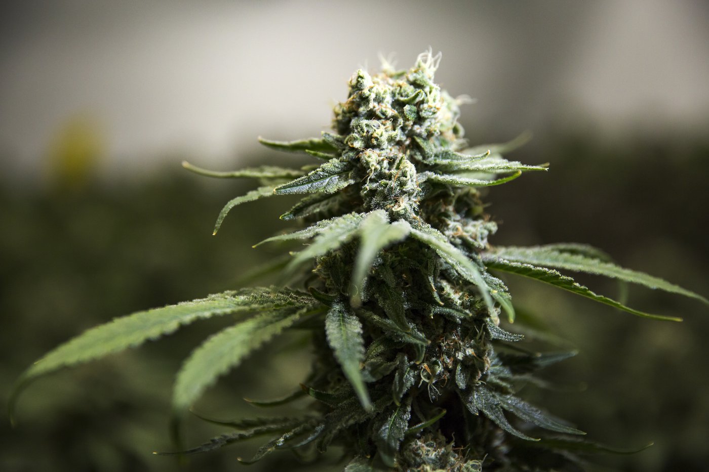Le taux de THC dans les eaux de Halifax est bien supérieur à celui d'autres villes