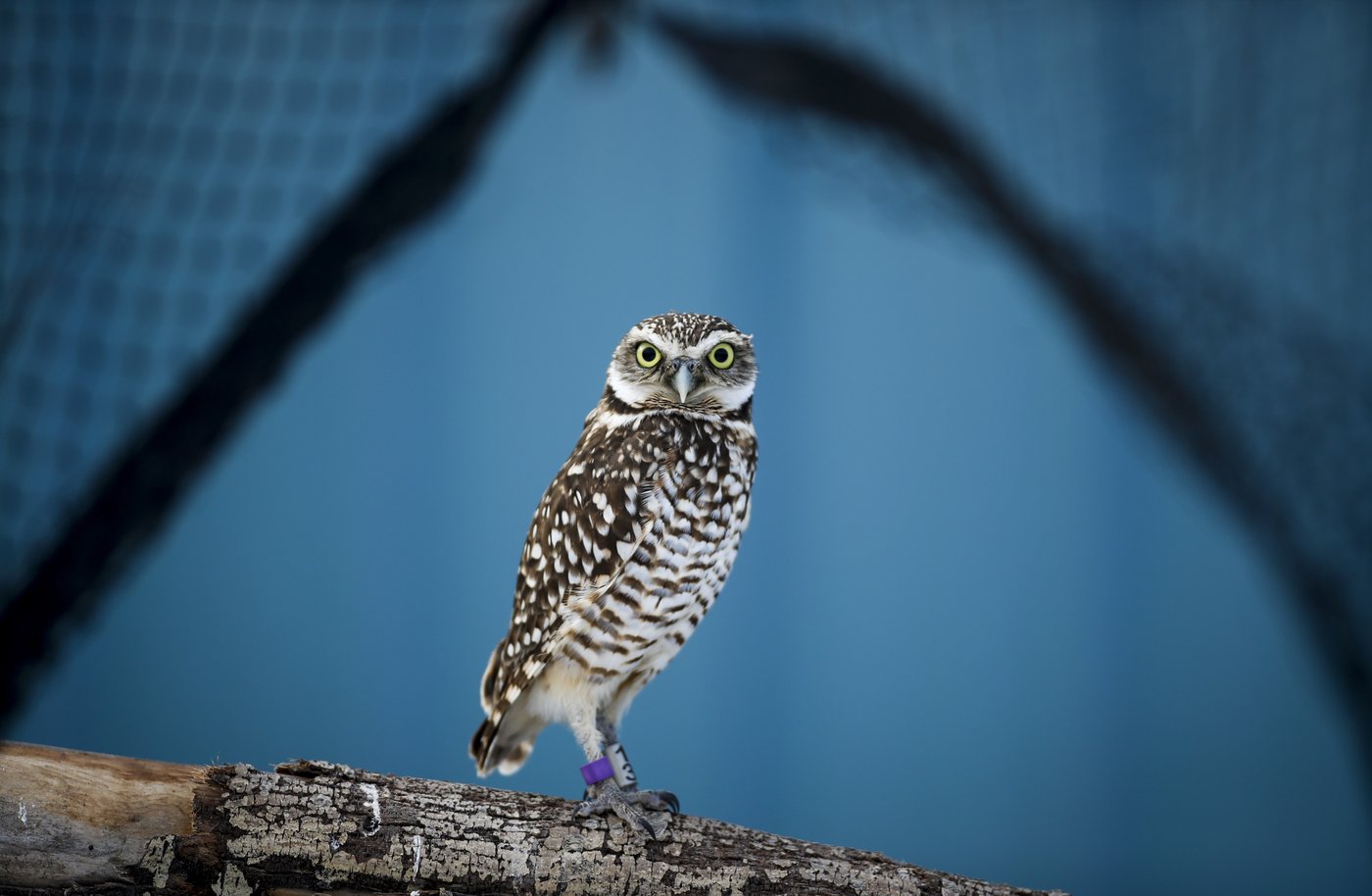 Il y a «crise de conservation» des oiseaux dans les Prairies, selon une organisation