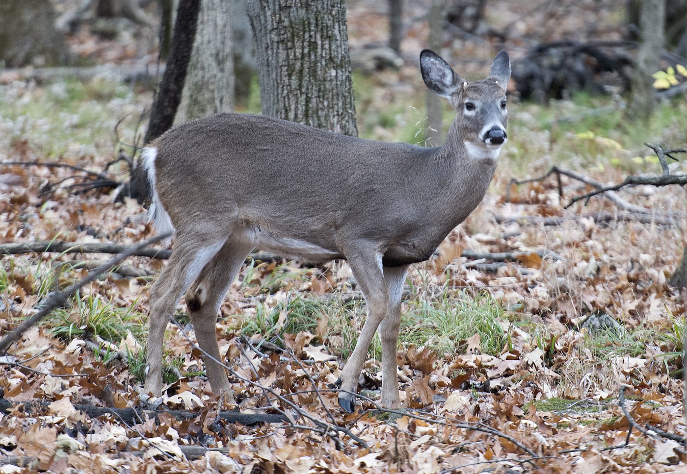 Longueuil commence l'abattage controversé de cerfs pour en réduire la population