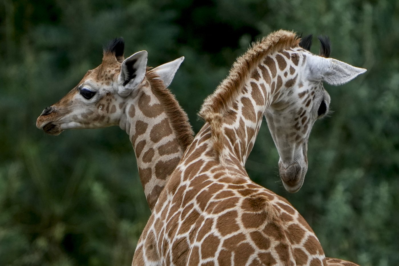 Jenga, la girafe «bien-aimée» de huit ans, décède au zoo du Grand Vancouver