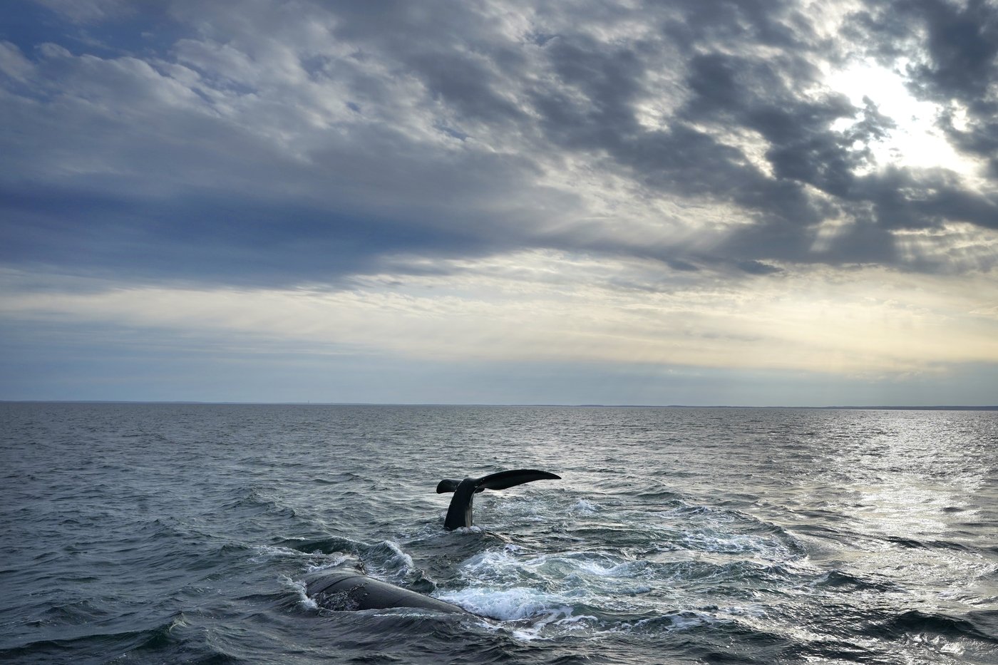 La population estimée de baleines noires de l'Atlantique Nord a augmenté en 2023