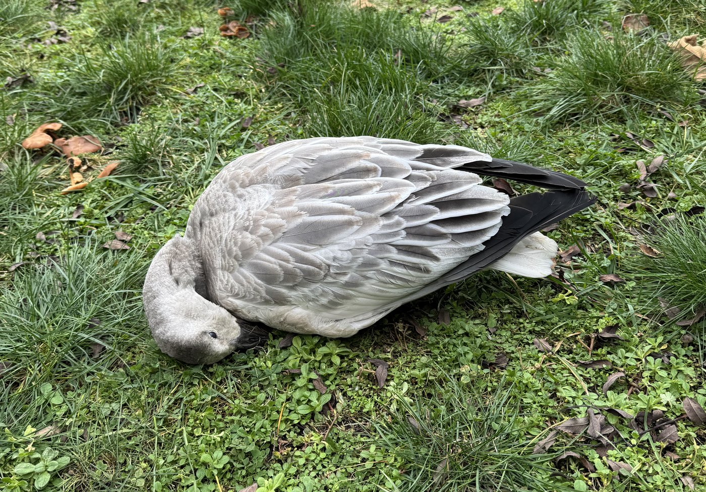 Avec une hausse des cas de grippe aviaire, évitez les oiseaux malades