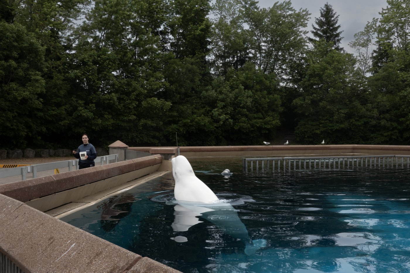 Un autre béluga meurt à Marineland; la qualité de l'eau jugée «acceptable»