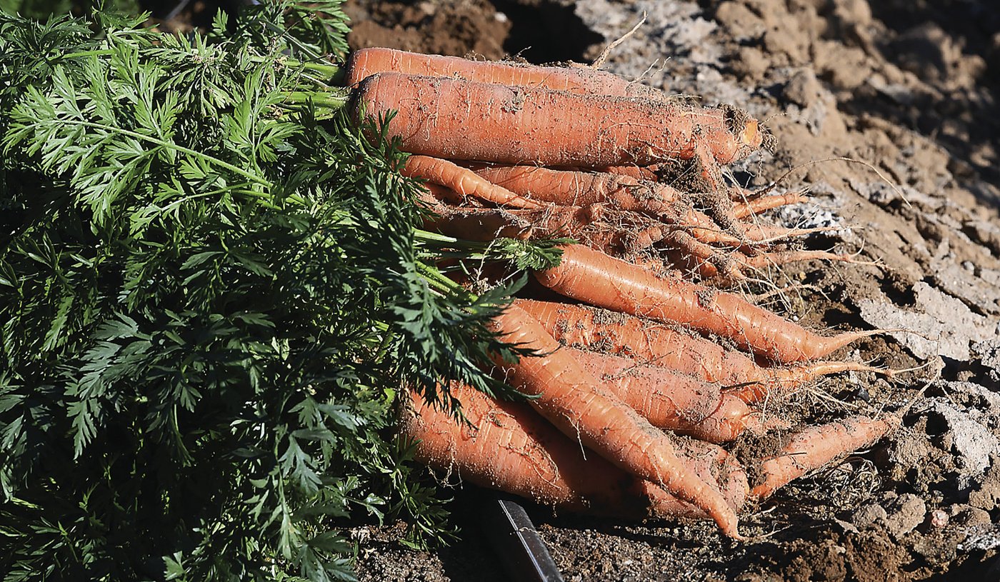 Des carottes biologiques rappelées en raison d'inquiétudes concernant E. coli