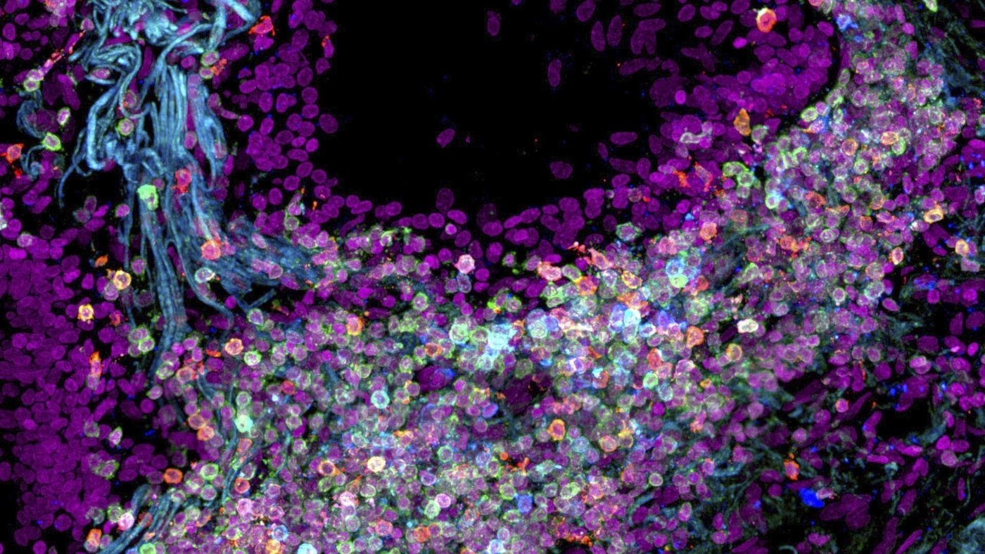 Des scientifiques cartographient le corps humain, une cellule à la fois