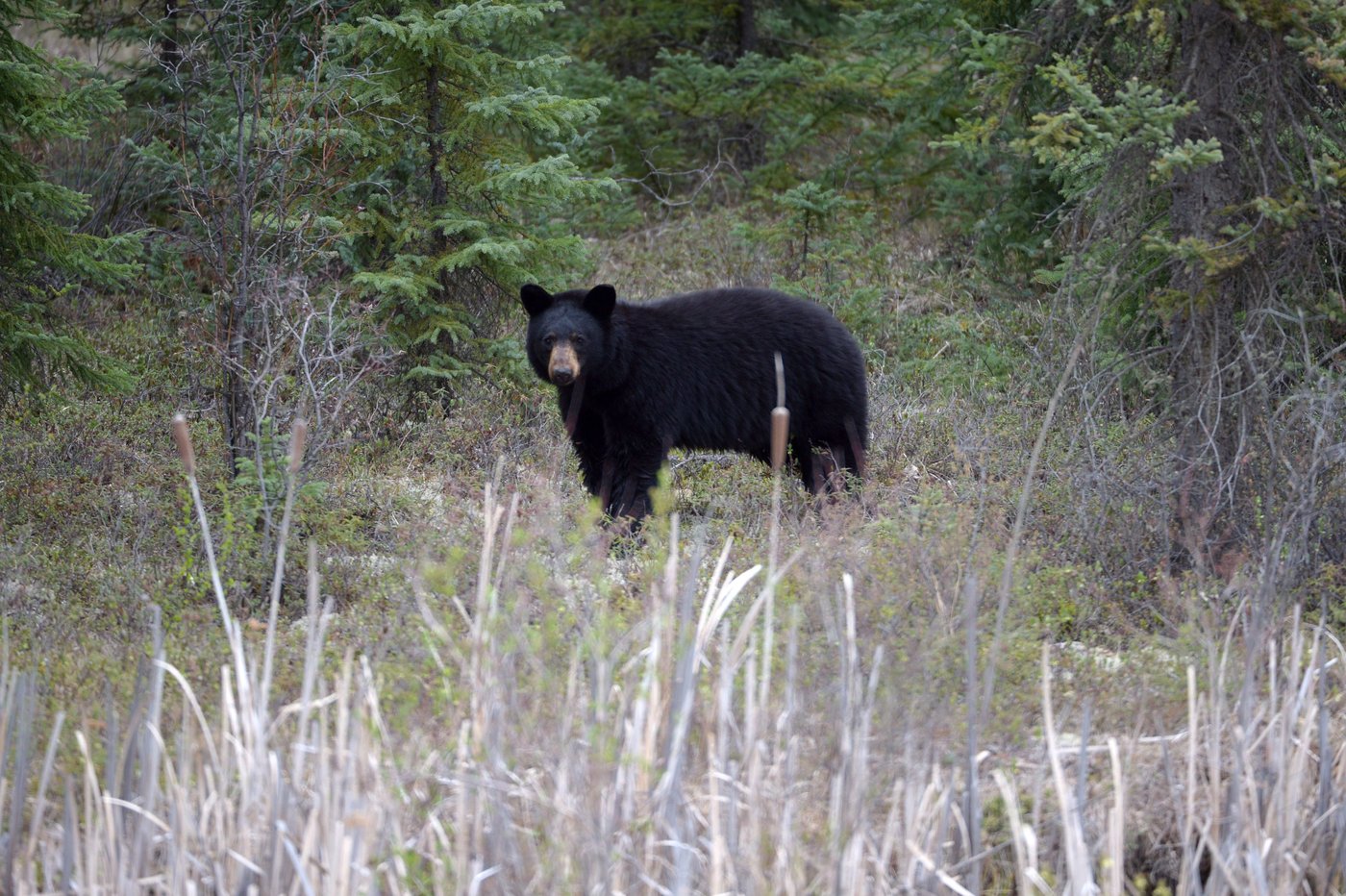 Un ours a été tué après avoir attaqué un homme dans le Grand Vancouver