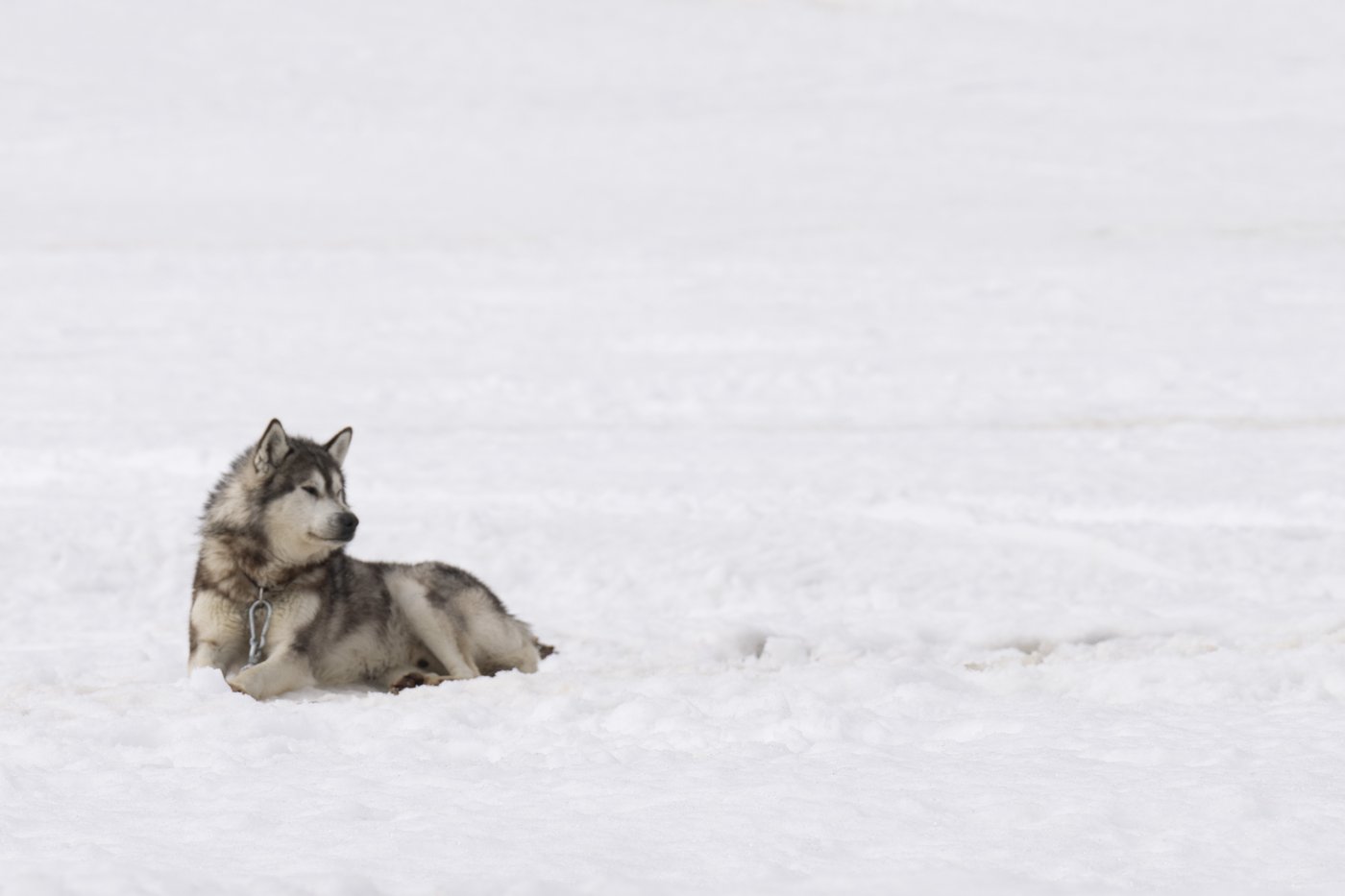 Ottawa s'excusera pour le massacre de chiens au Nunavik