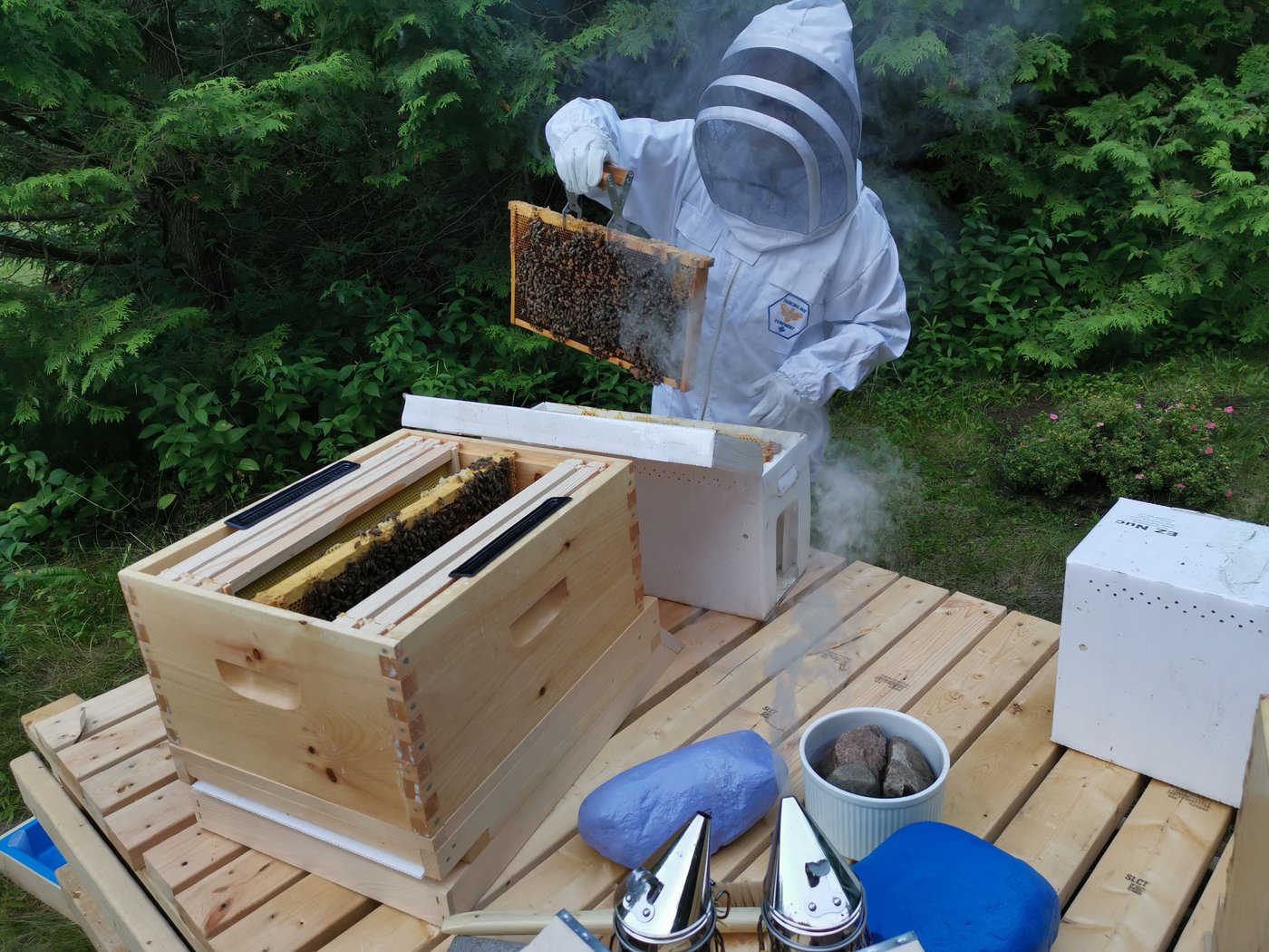 Une interdiction d'importation d'abeilles divise la communauté apicole au pays