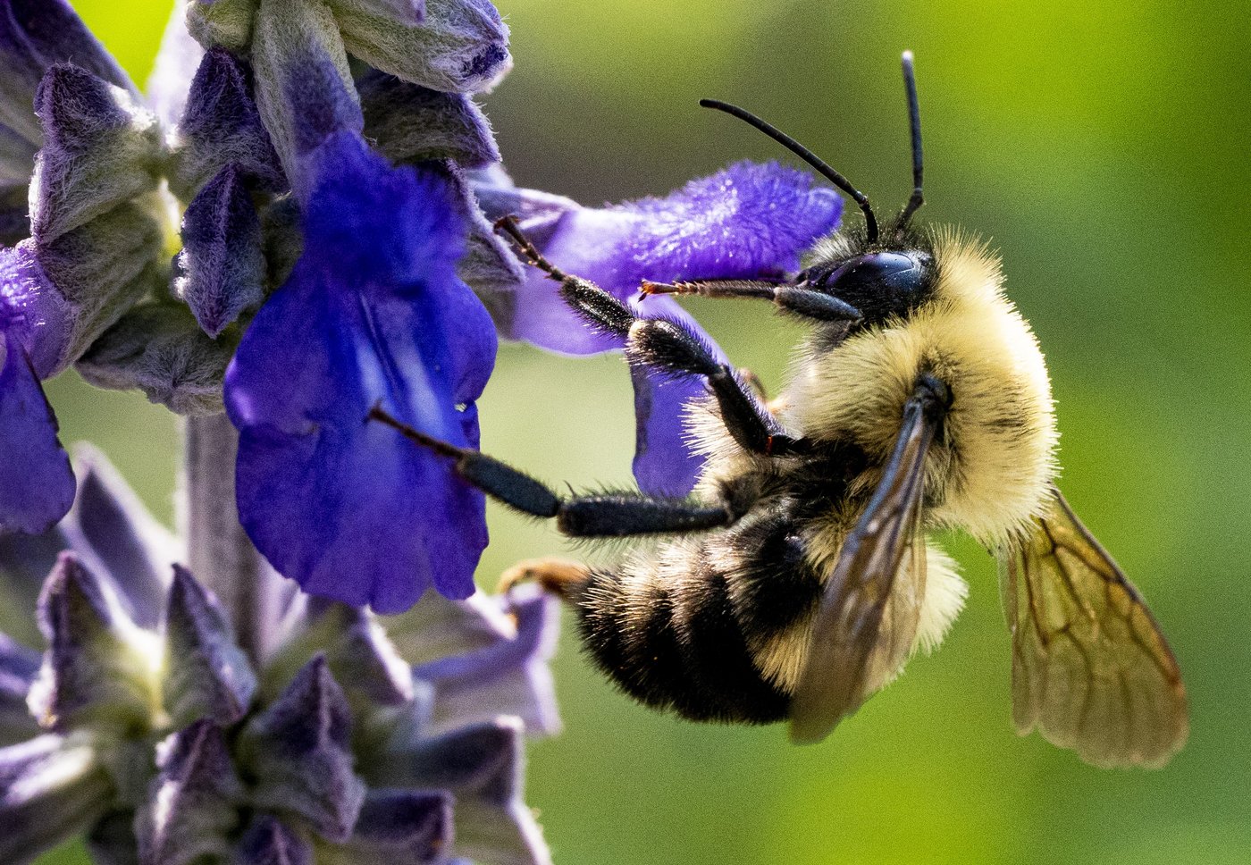 Les résidus de pesticides dans le sol menacent les abeilles, prévient une étude
