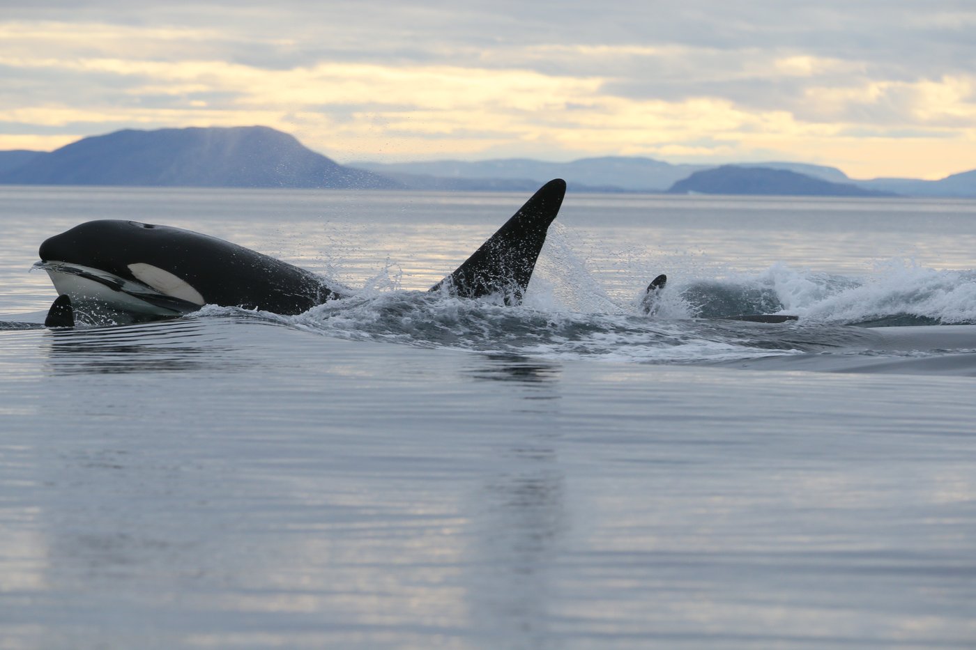 Une étude dévoile que des orques s'installent dans l'Arctique
