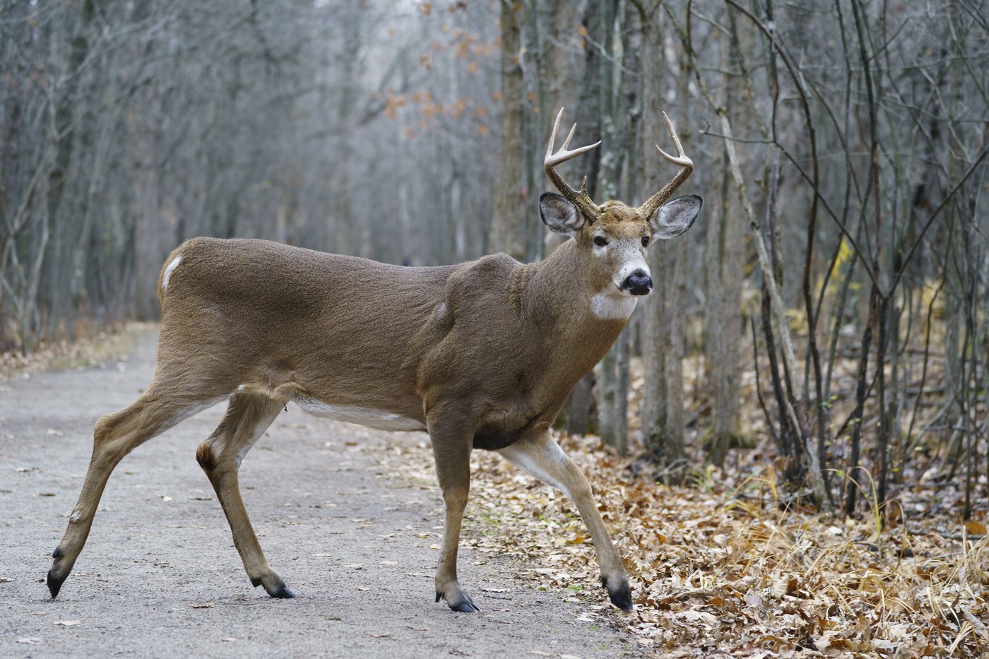 Fin de la saga des cerfs du parc Michel-Chartrand de Longueuil