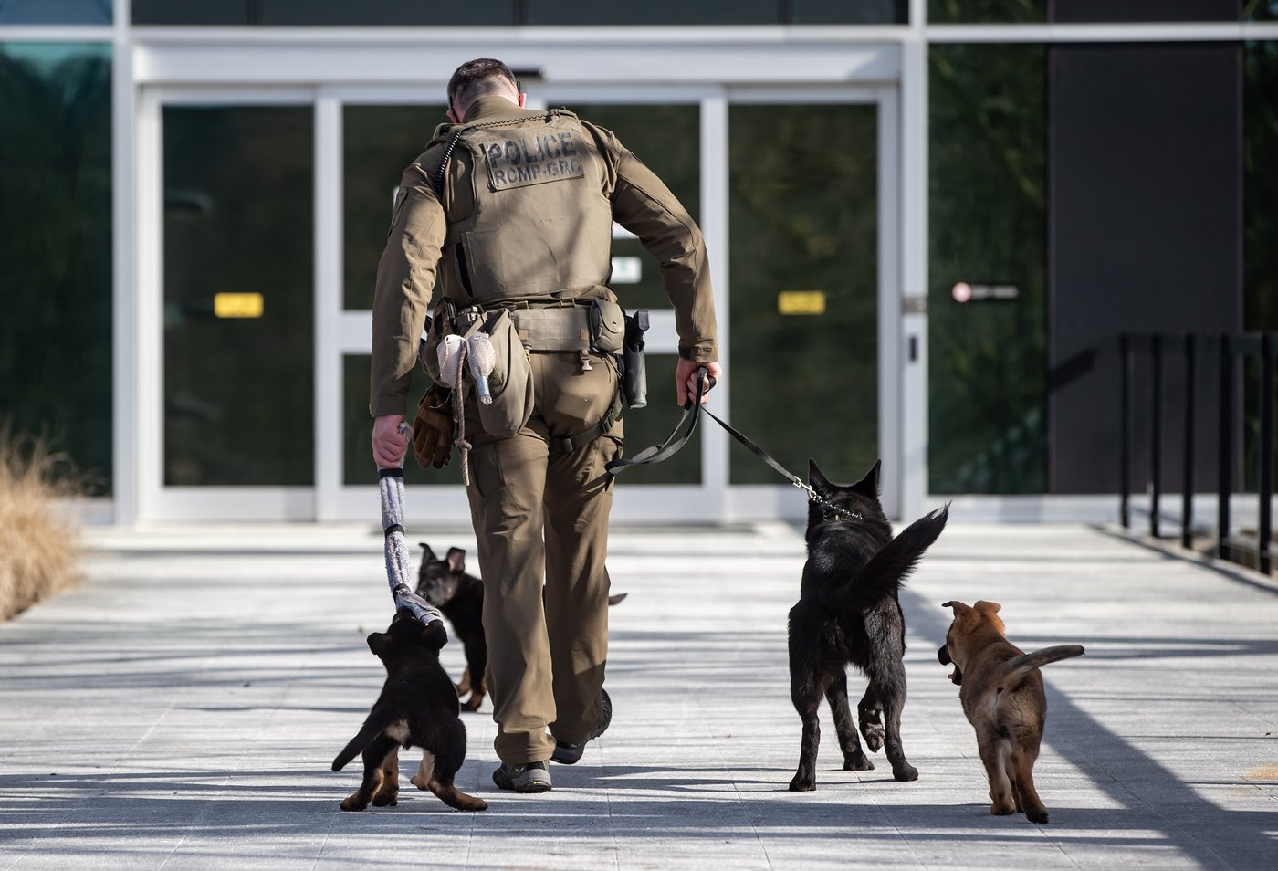 Un examen interne révèle l'existence de lacunes dans le programme canin de la GRC