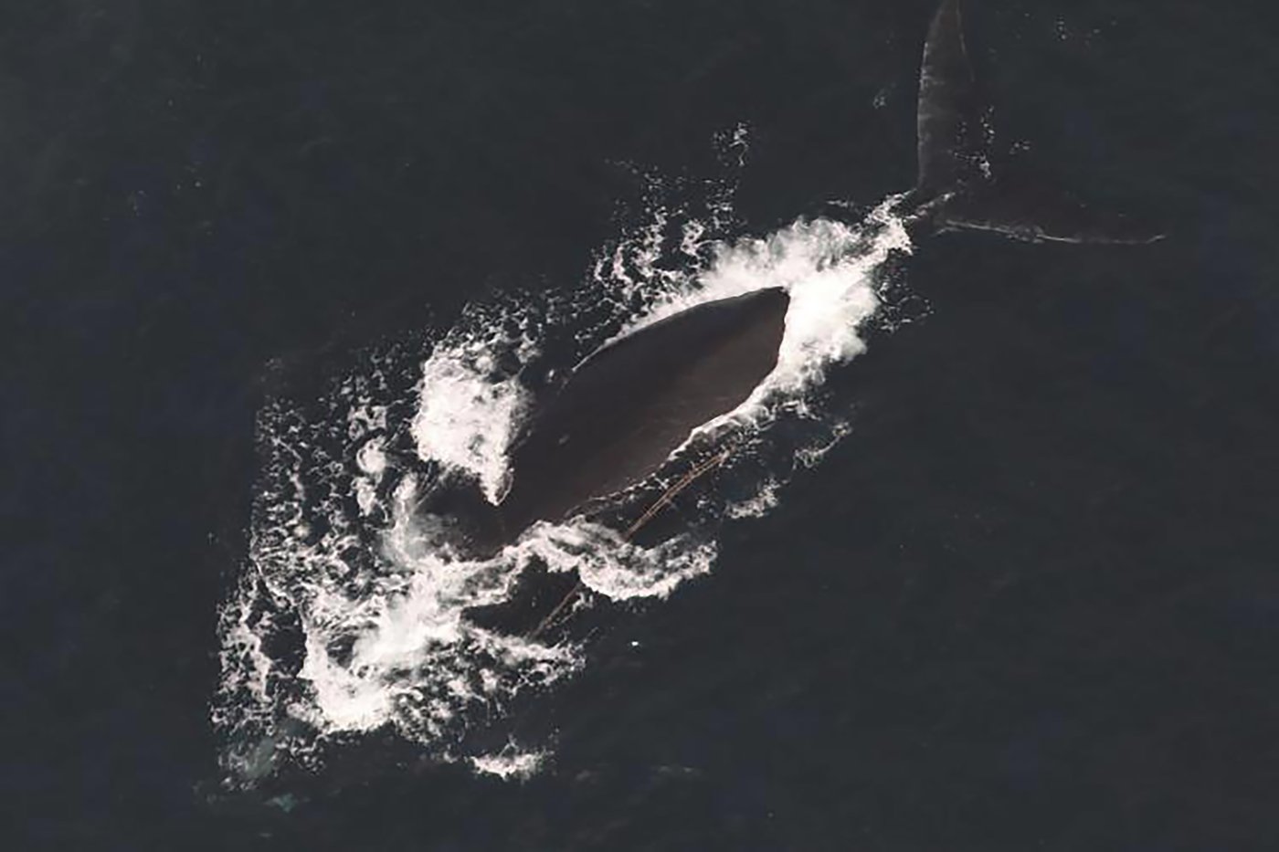 Trois baleines franches de l'Atlantique Nord ont été repérées empêtrées ce mois-ci