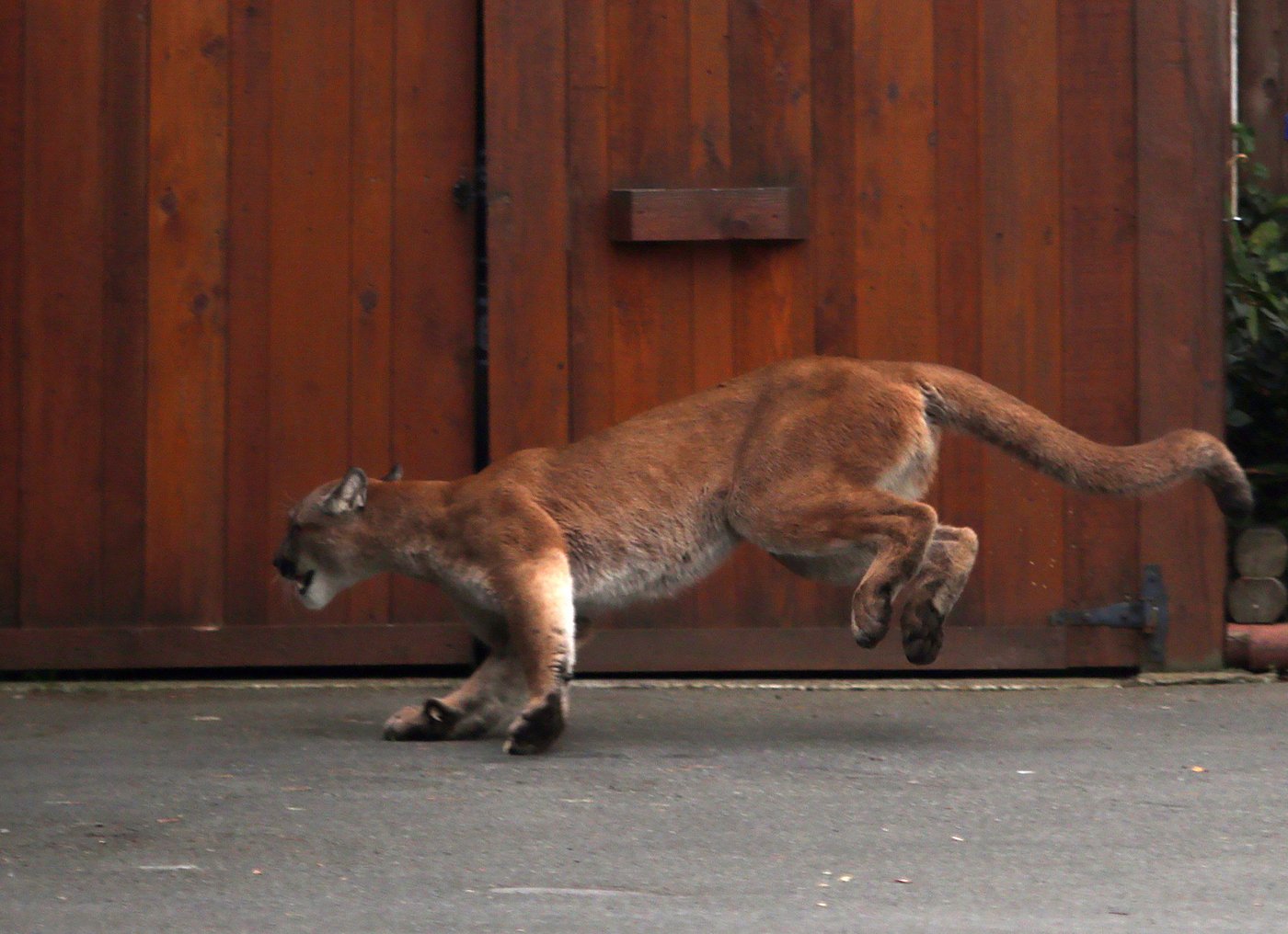 Une rare observation de cougar rapportée dans un quartier urbain de Vancouver